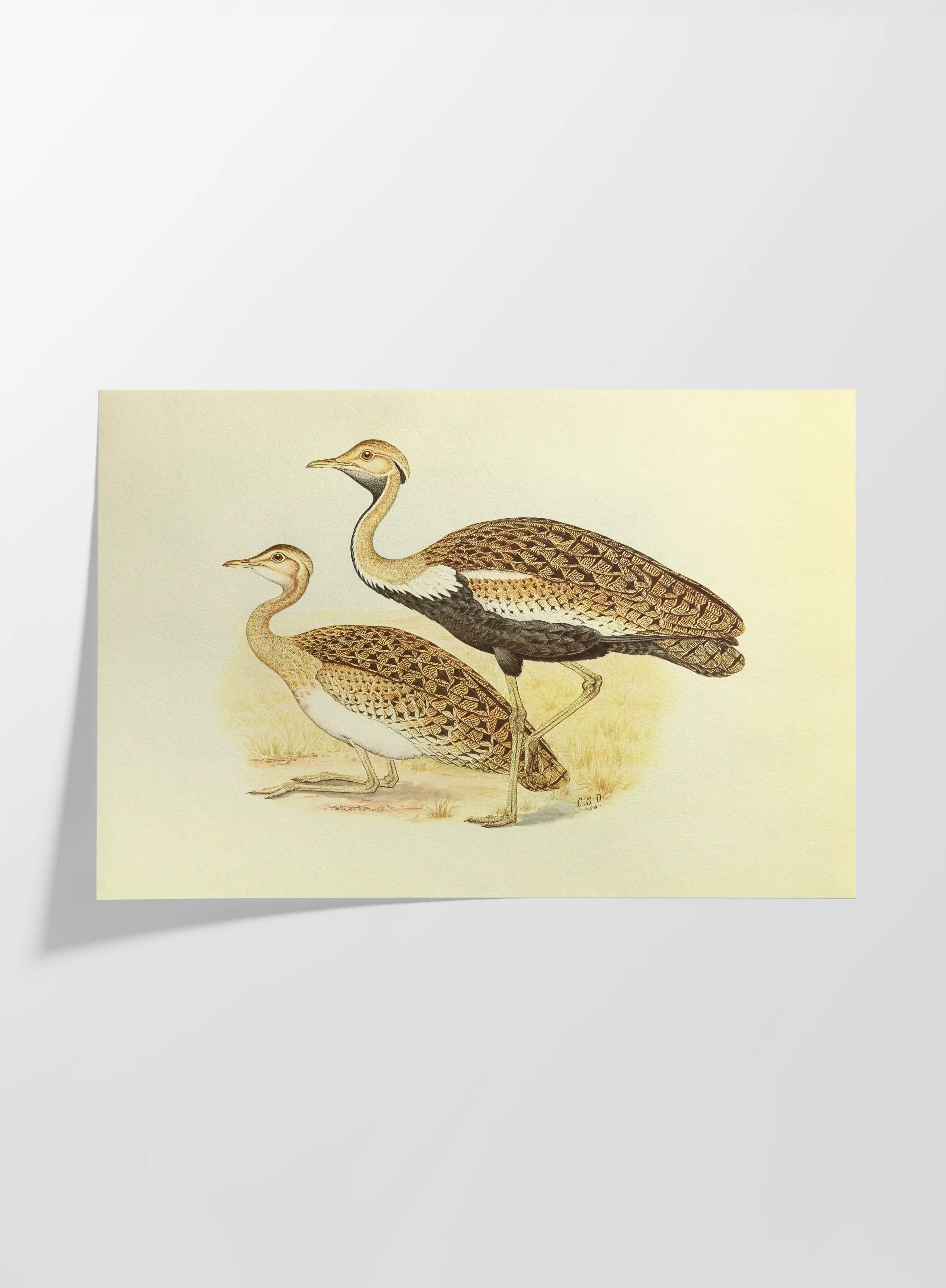 Natural History: Plate No. 37