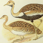 Natural History: Plate No. 37