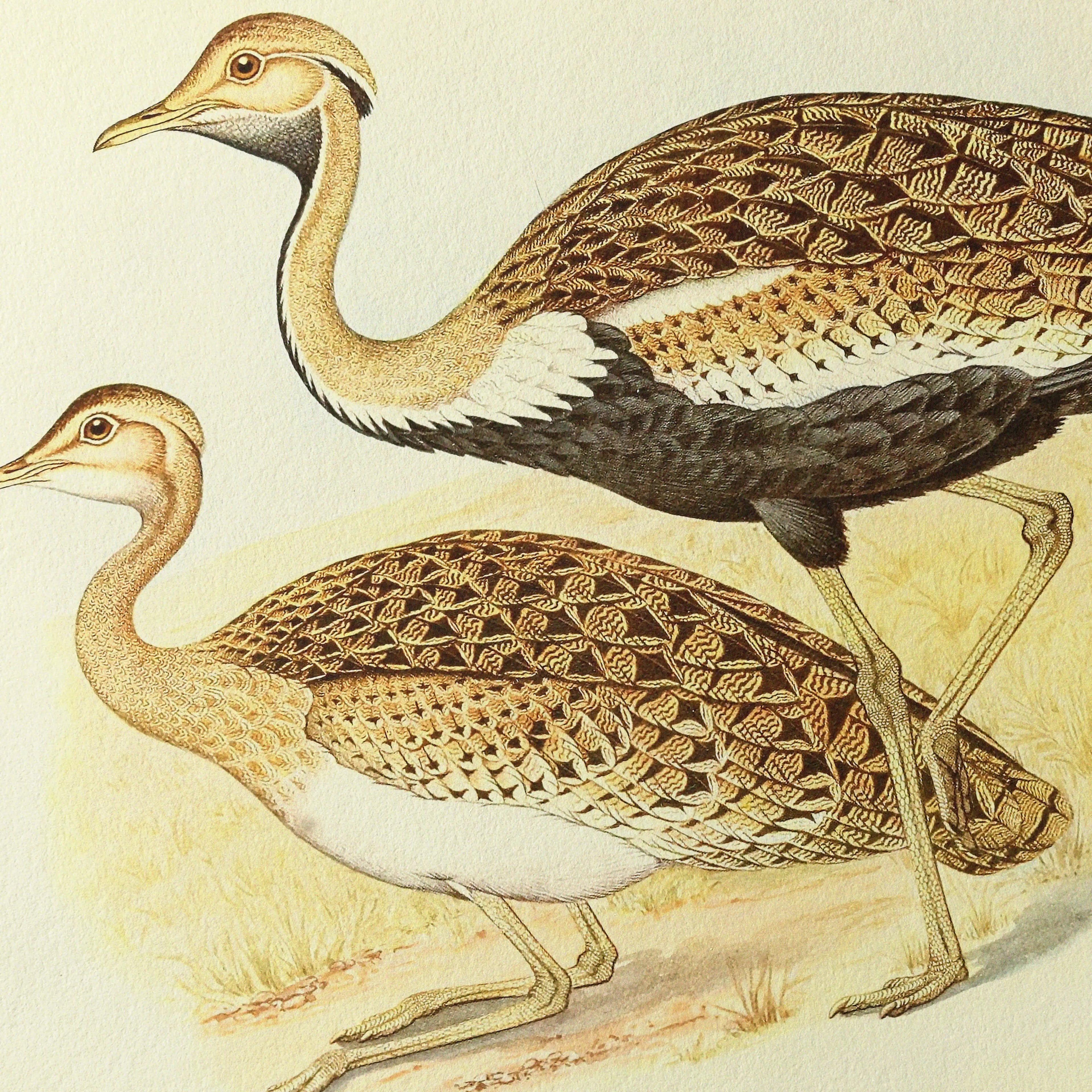 Natural History: Plate No. 37