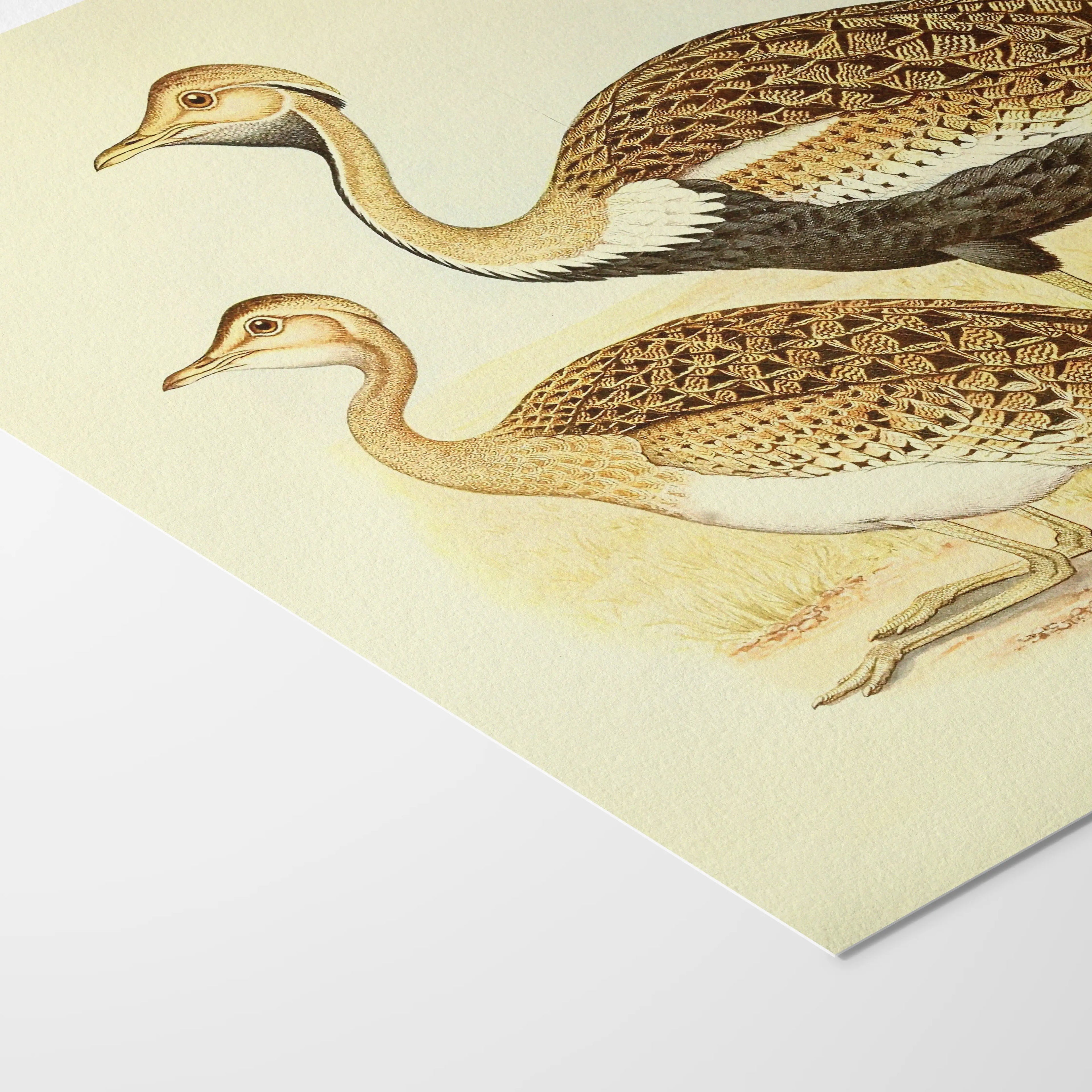 Natural History: Plate No. 37