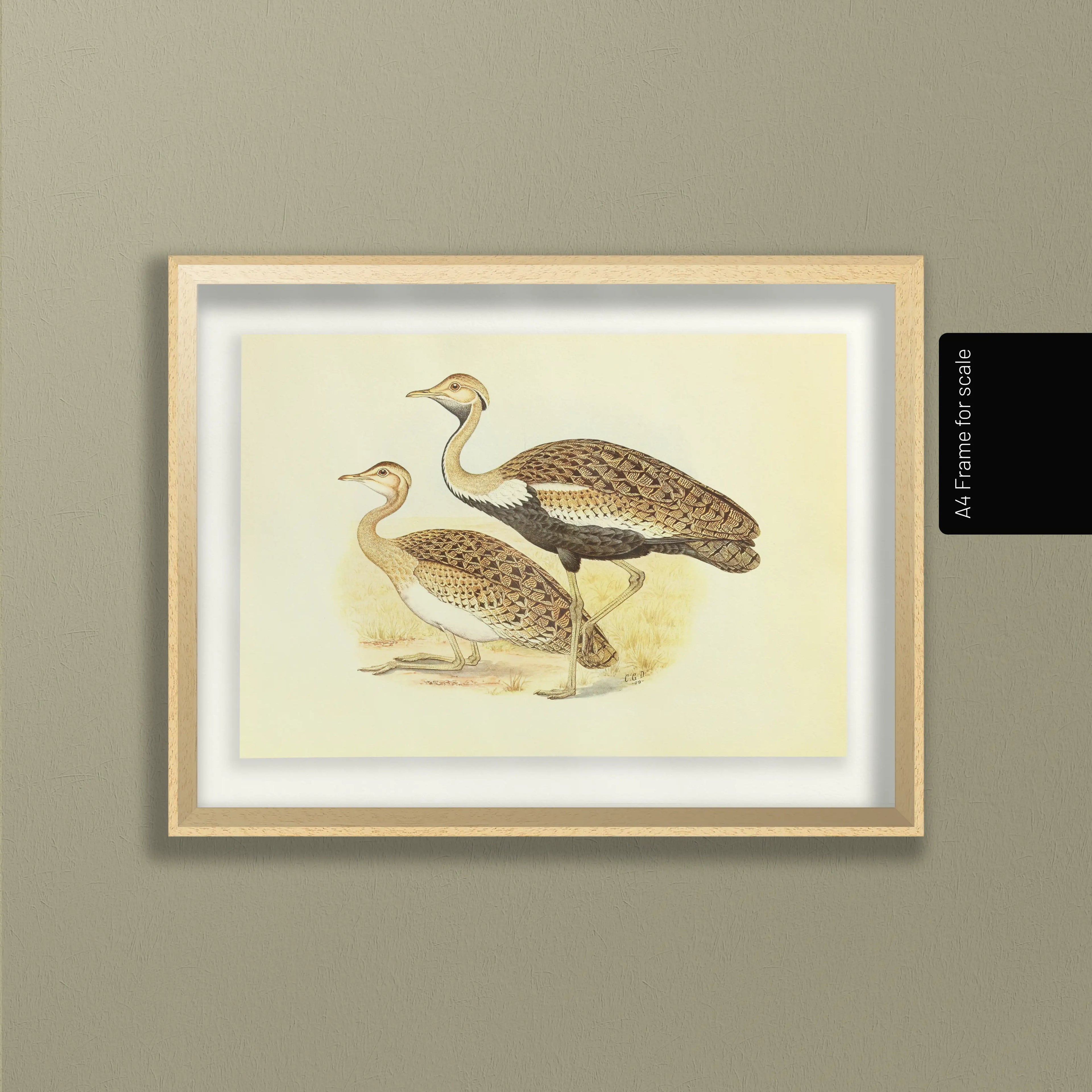 Natural History: Plate No. 37