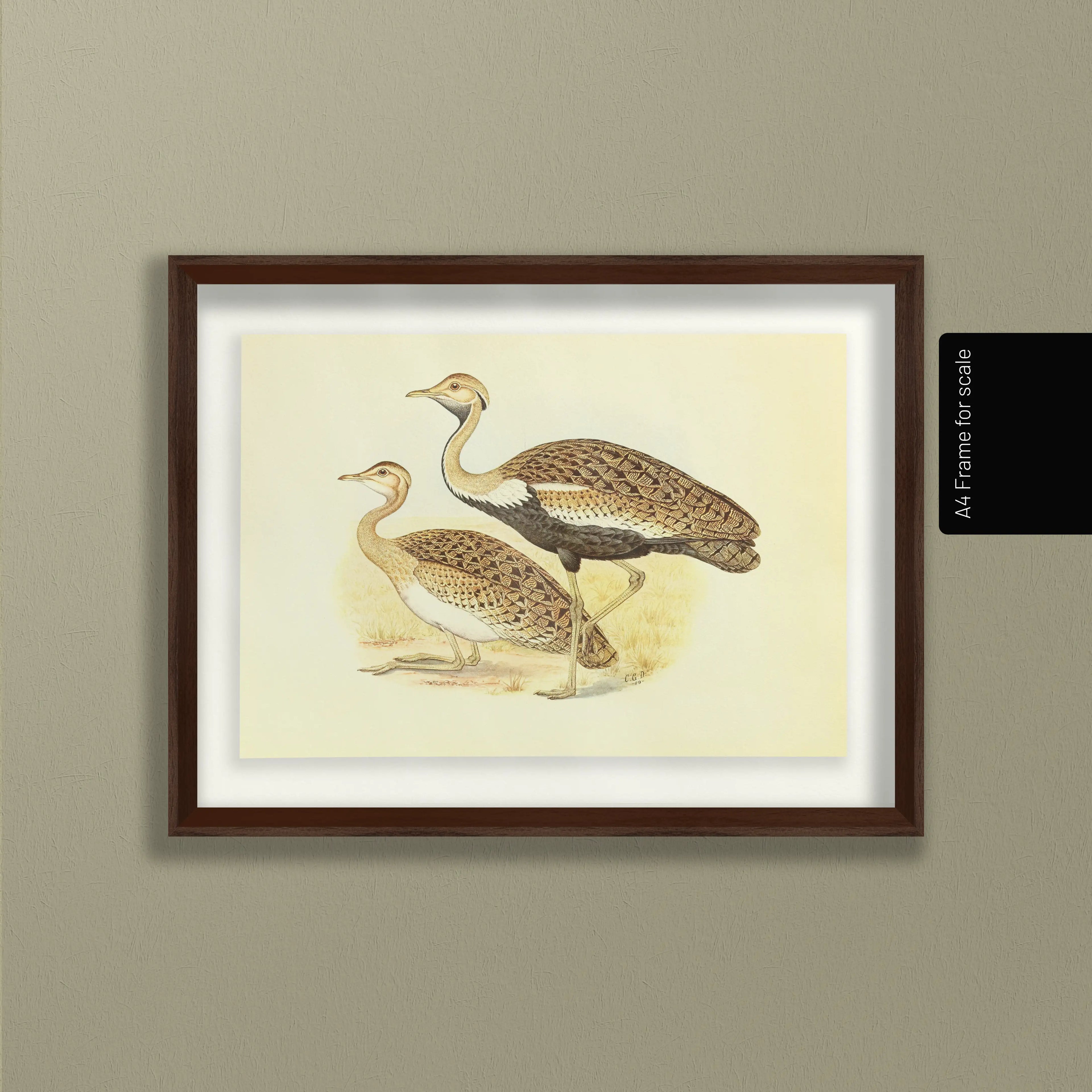 Natural History: Plate No. 37