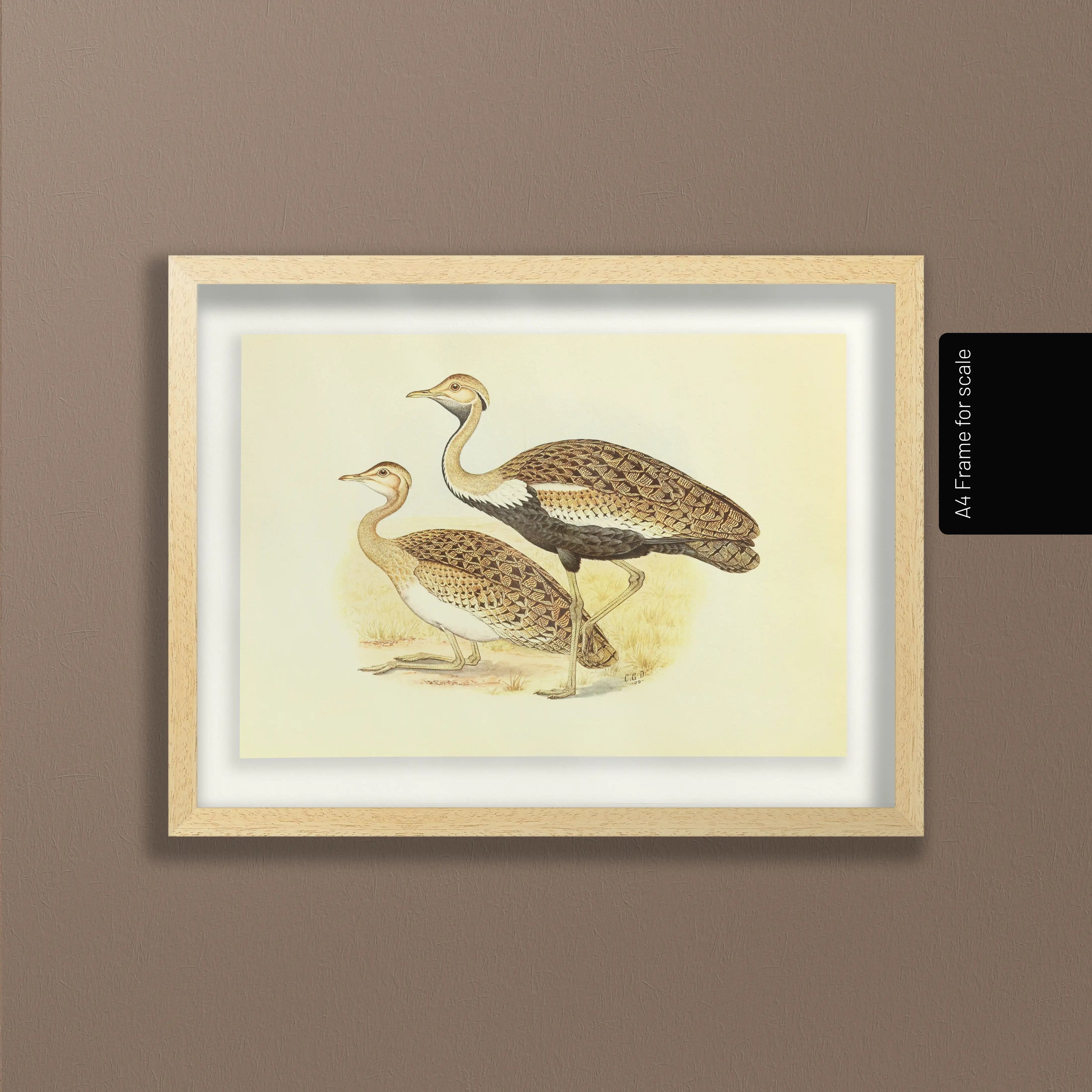 Natural History: Plate No. 37