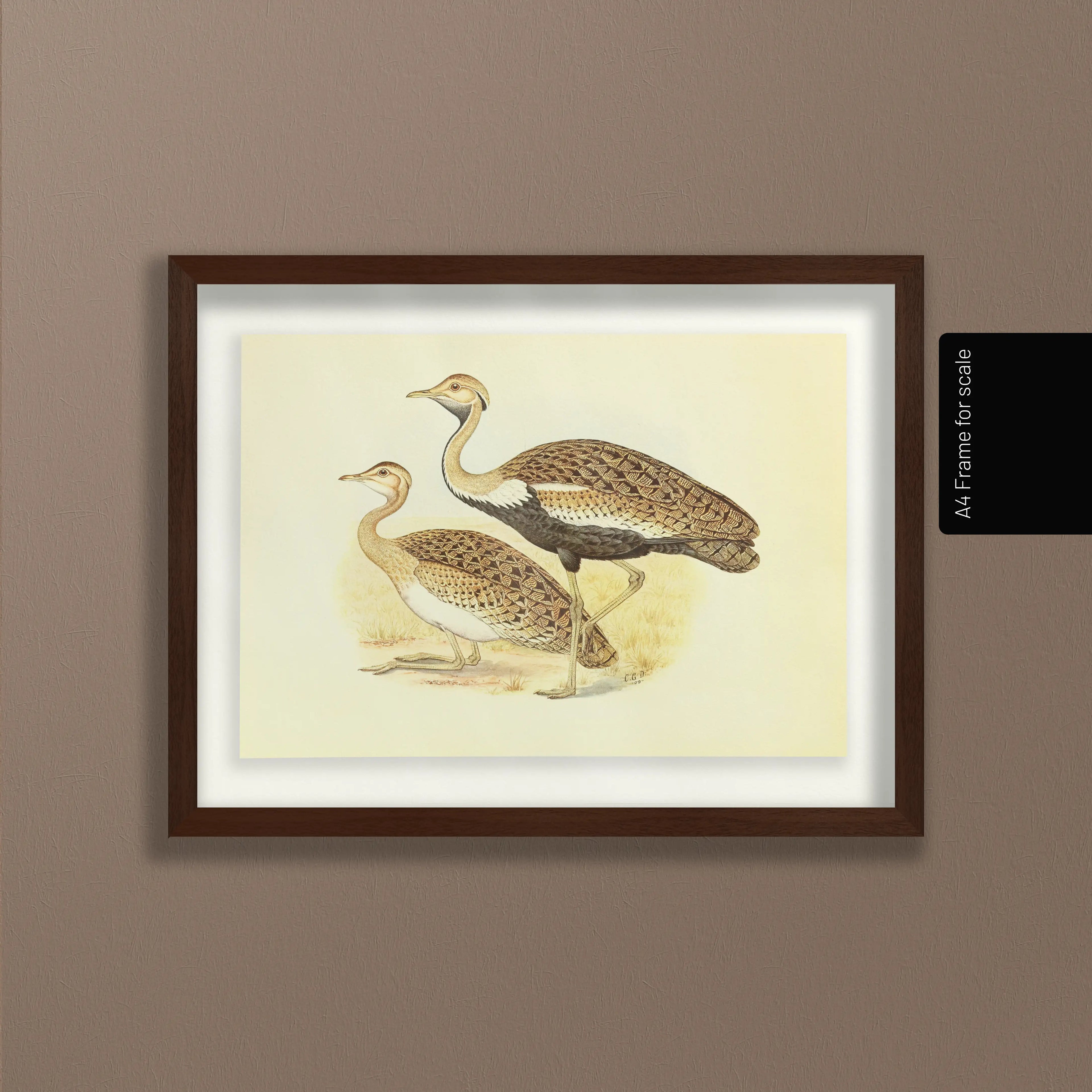 Natural History: Plate No. 37