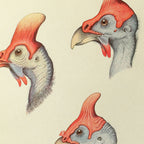 Natural History: Plate No. 38