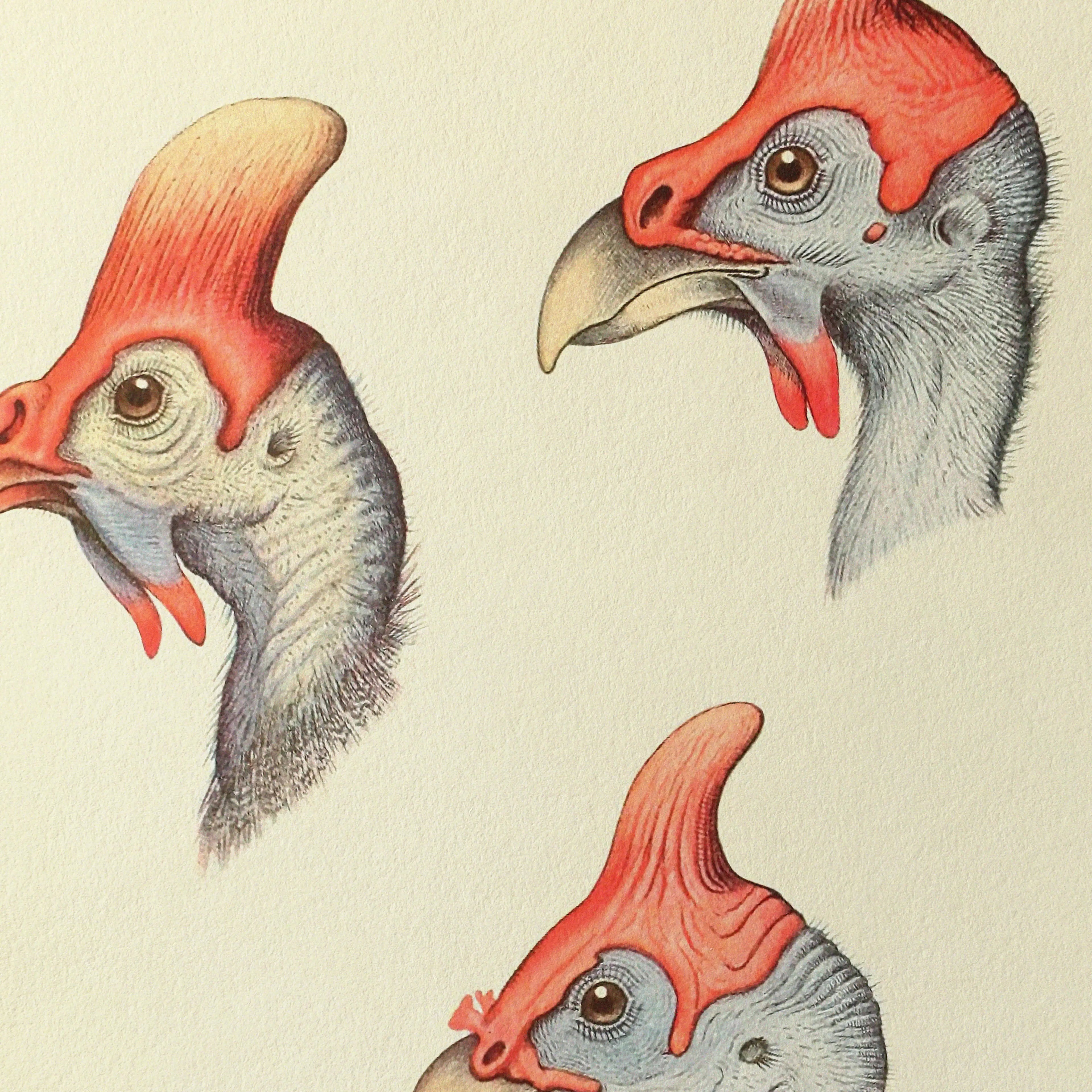 Natural History: Plate No. 38