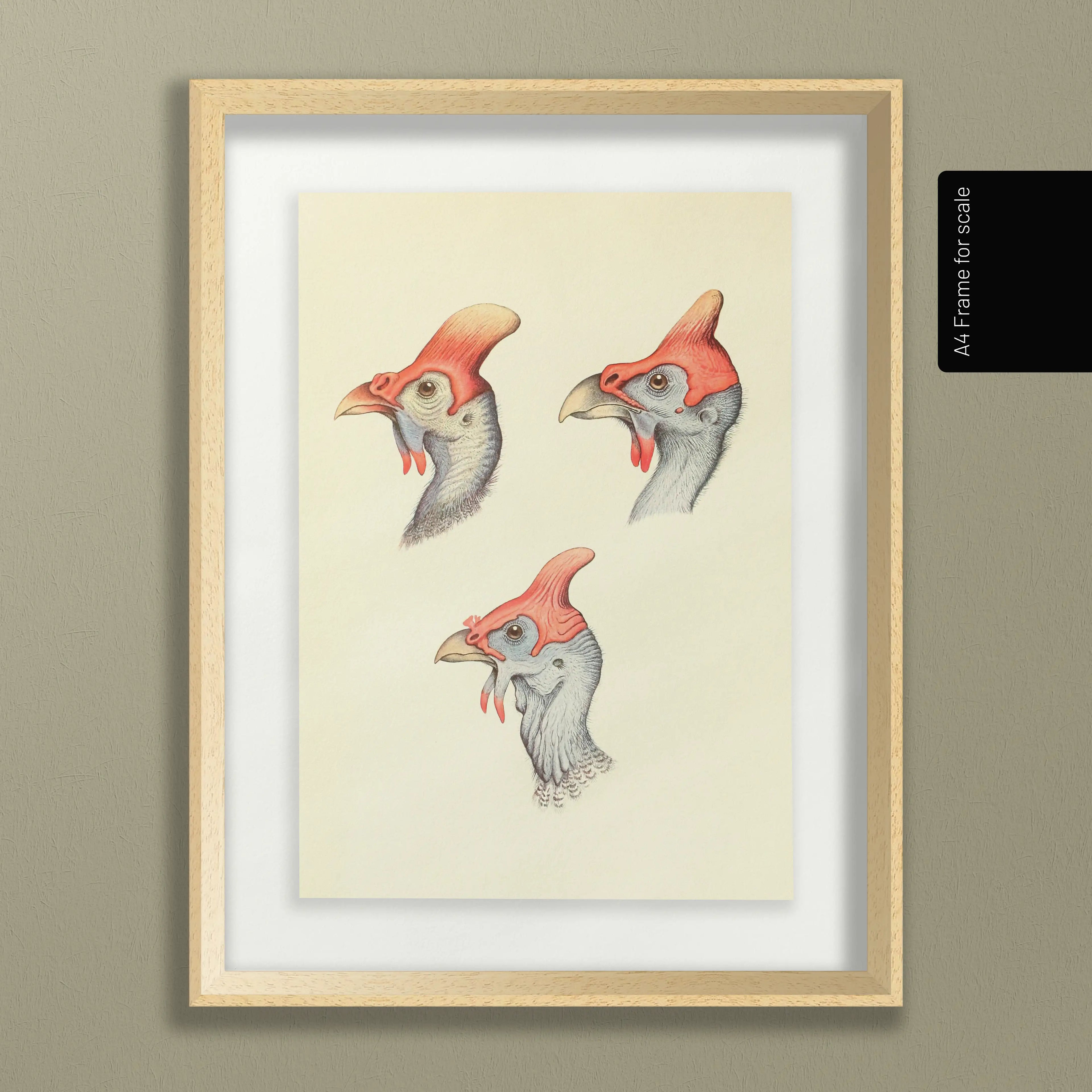 Natural History: Plate No. 38