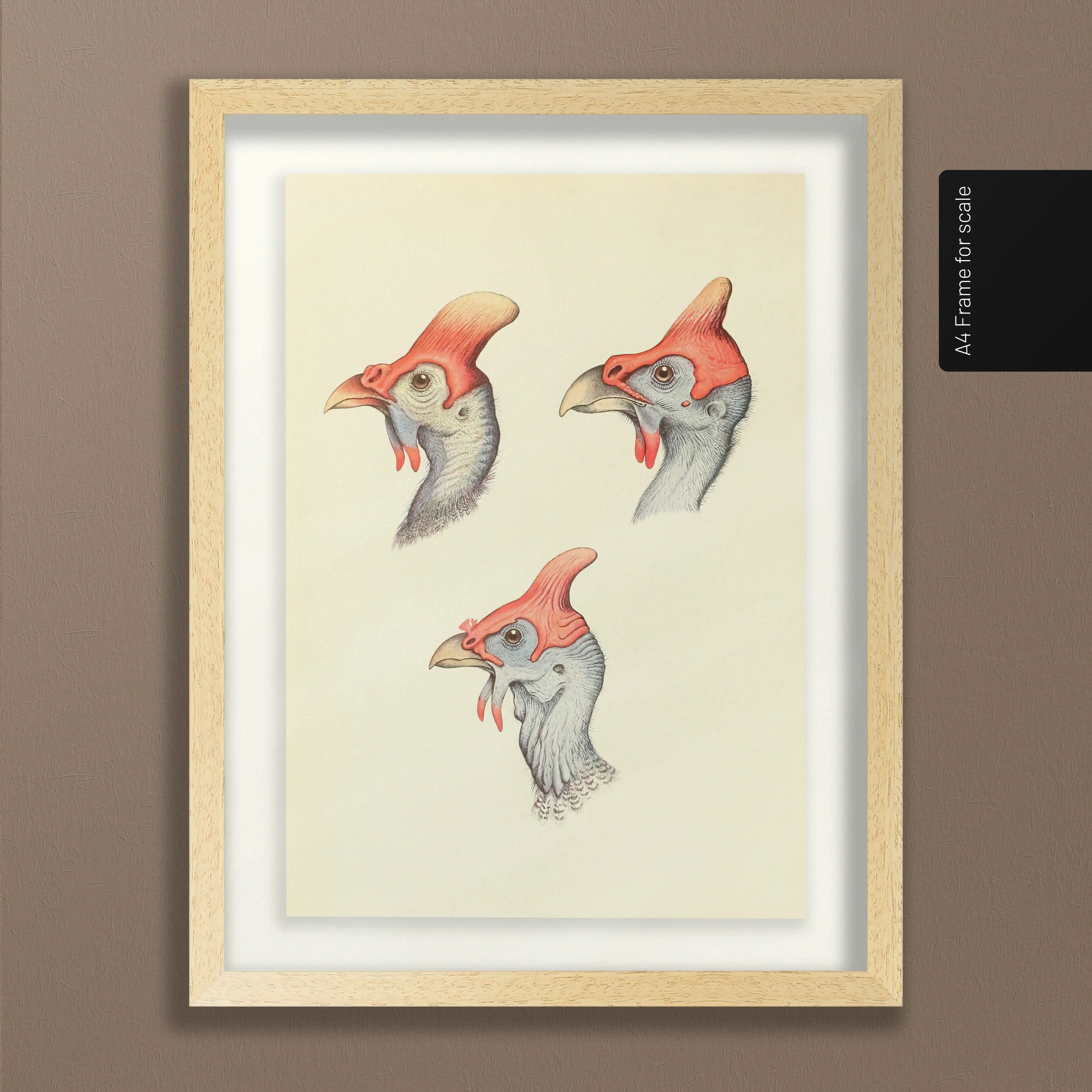 Natural History: Plate No. 38