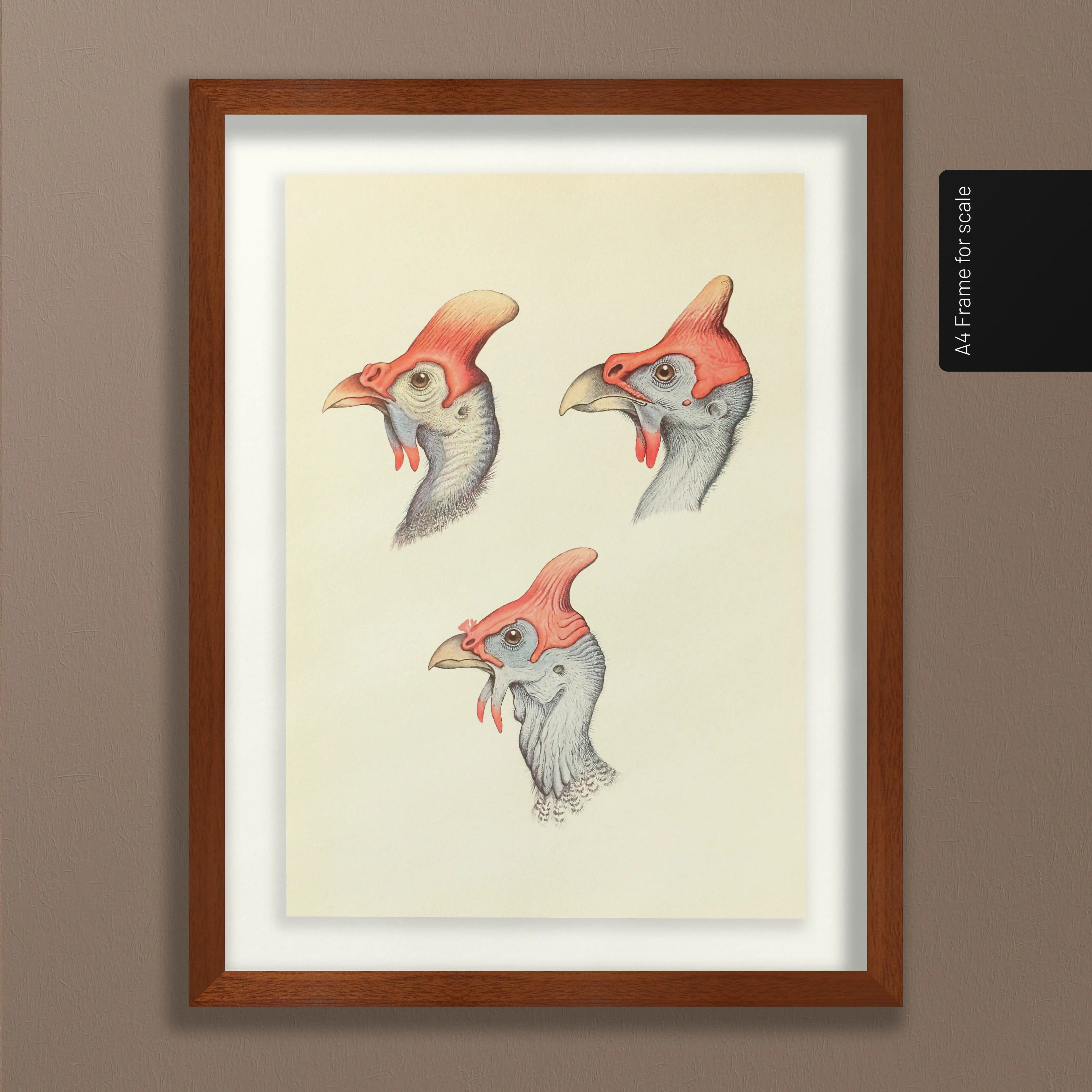 Natural History: Plate No. 38