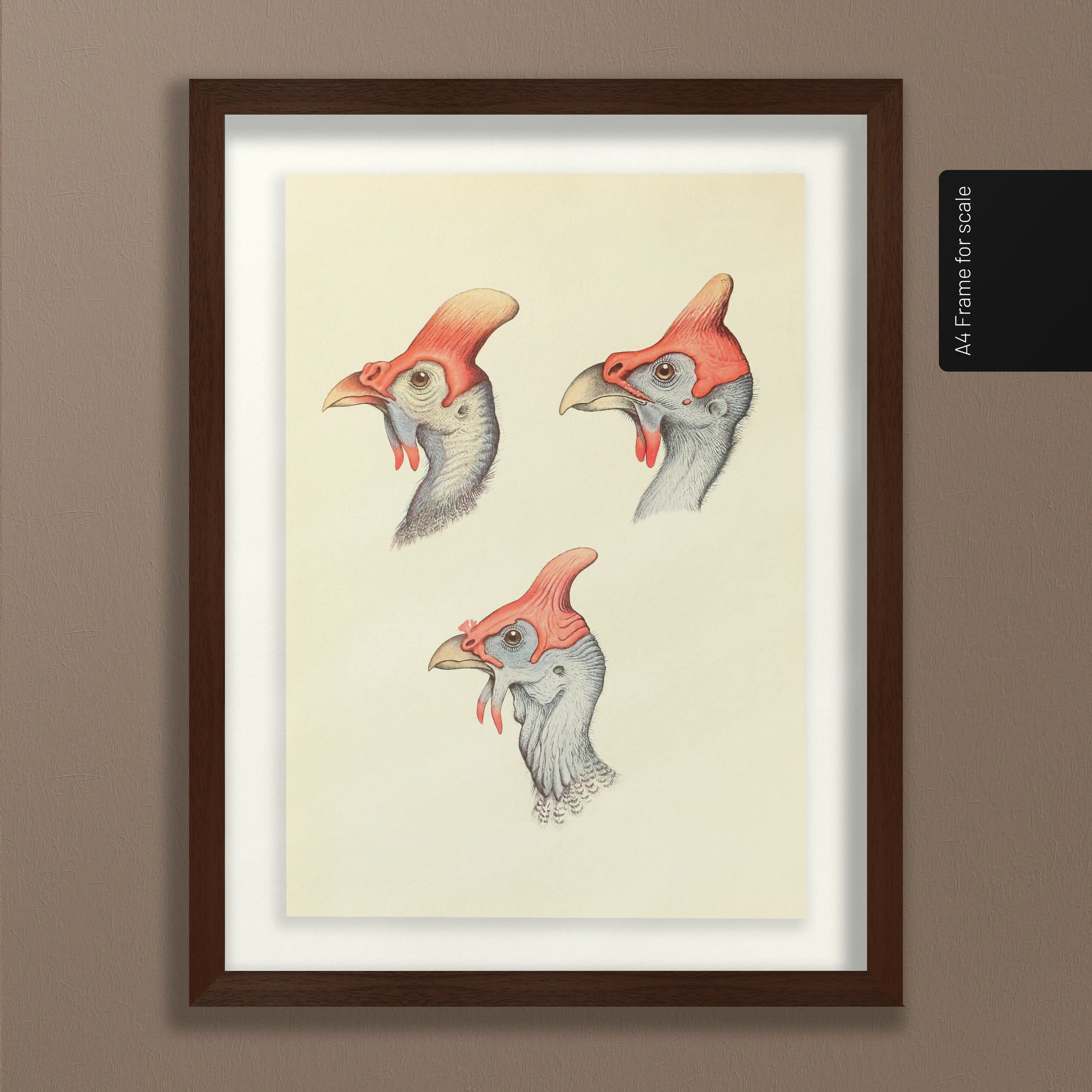 Natural History: Plate No. 38