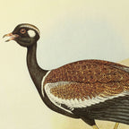 Natural History: Plate No. 39