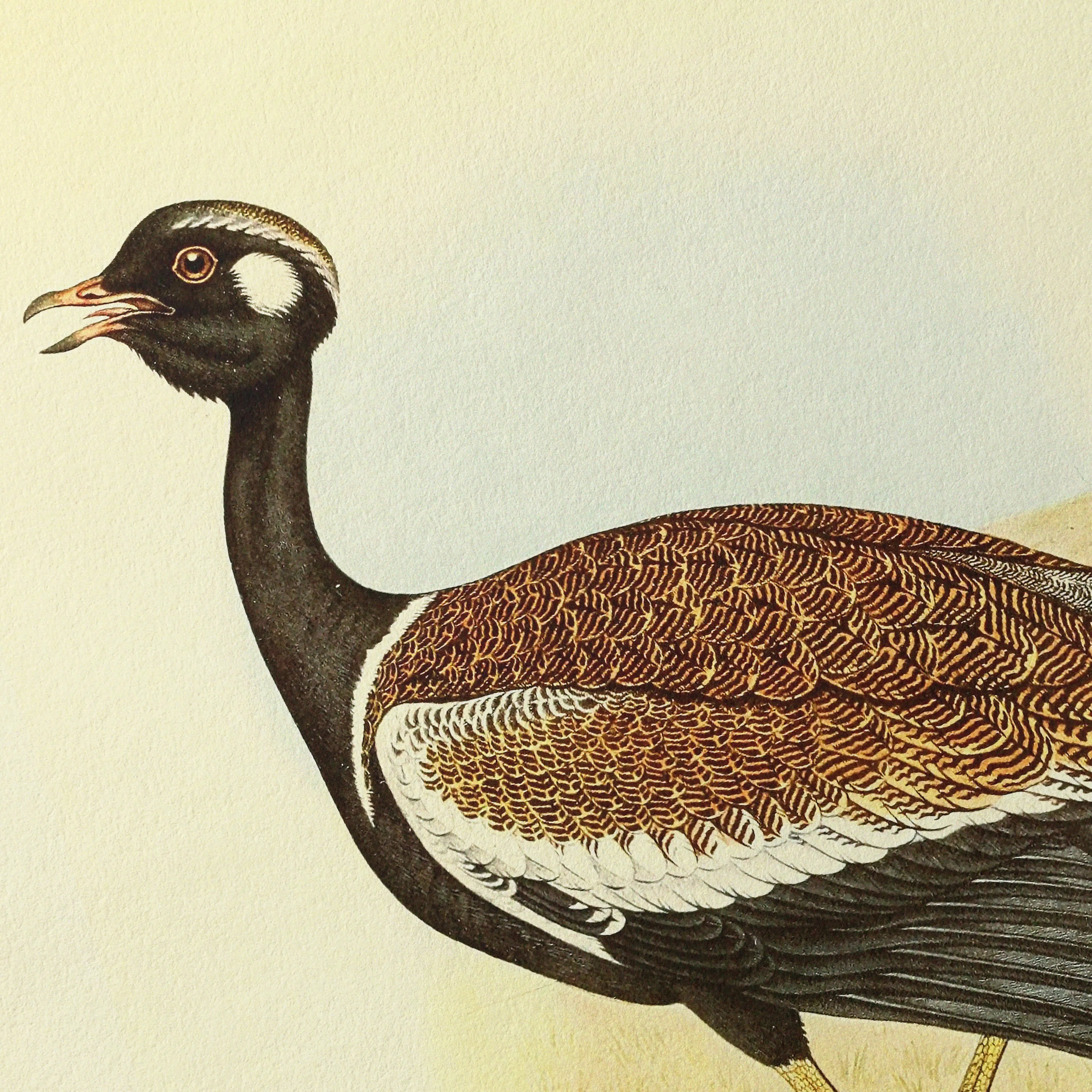 Natural History: Plate No. 39