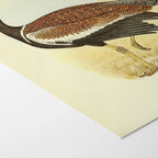 Natural History: Plate No. 39