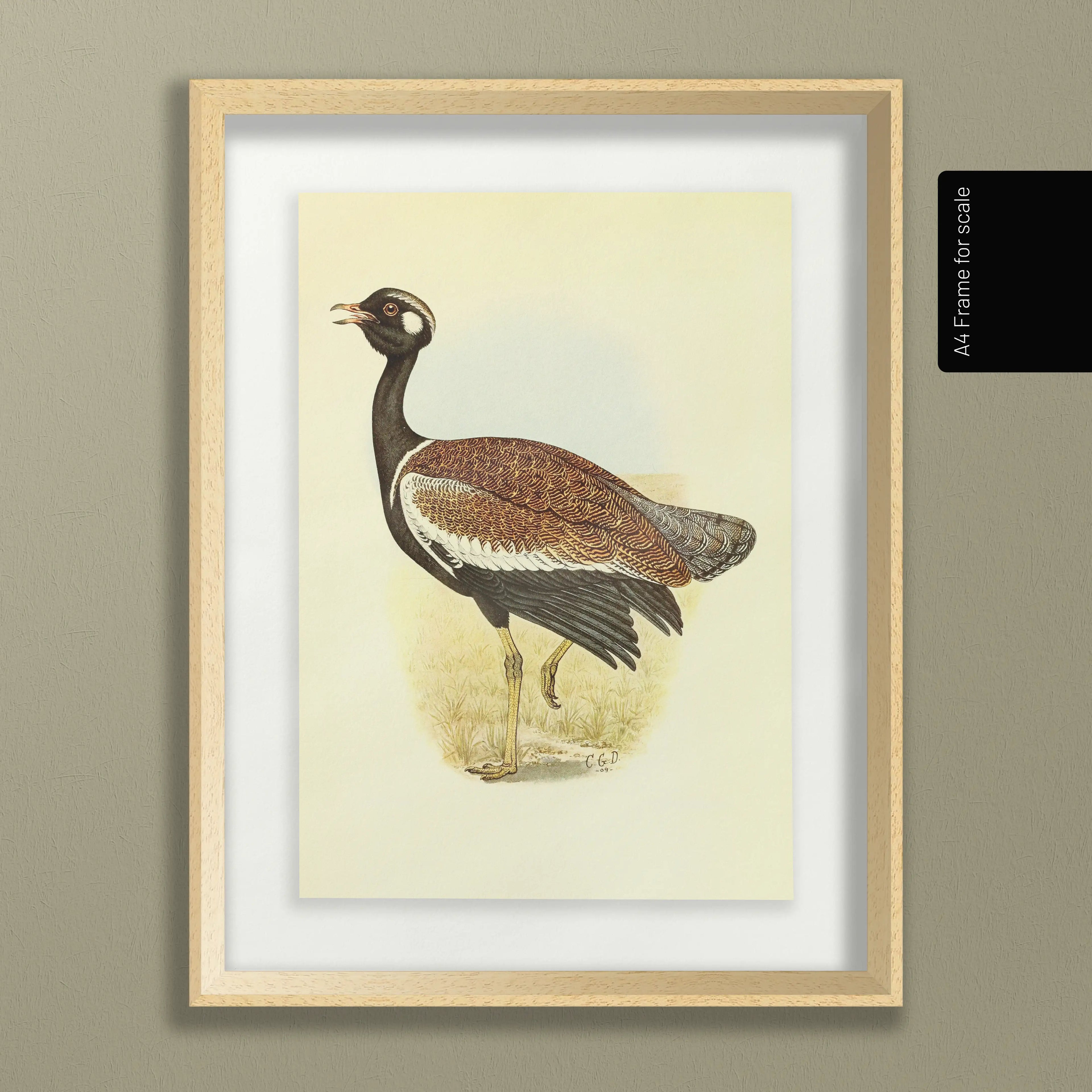 Natural History: Plate No. 39