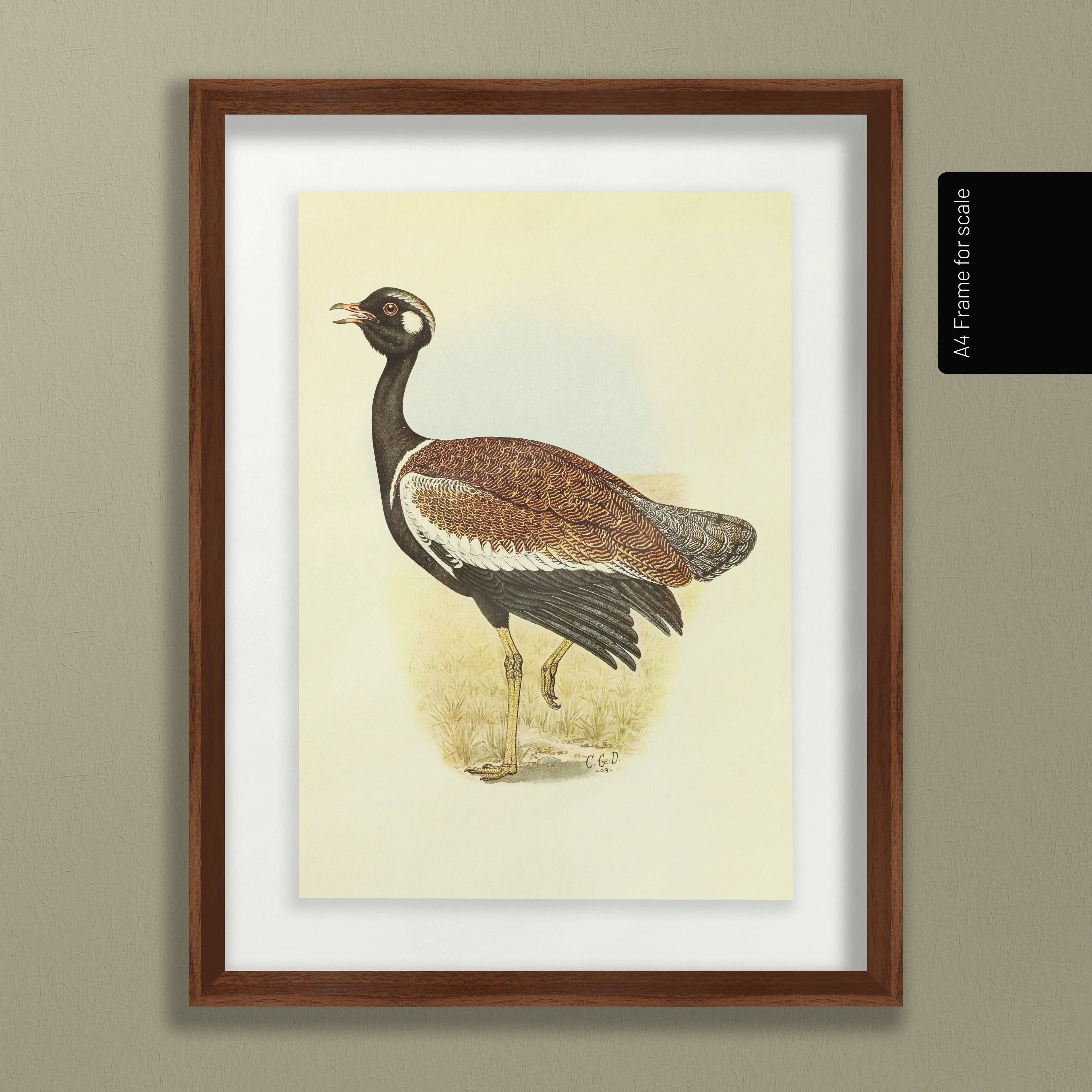Natural History: Plate No. 39