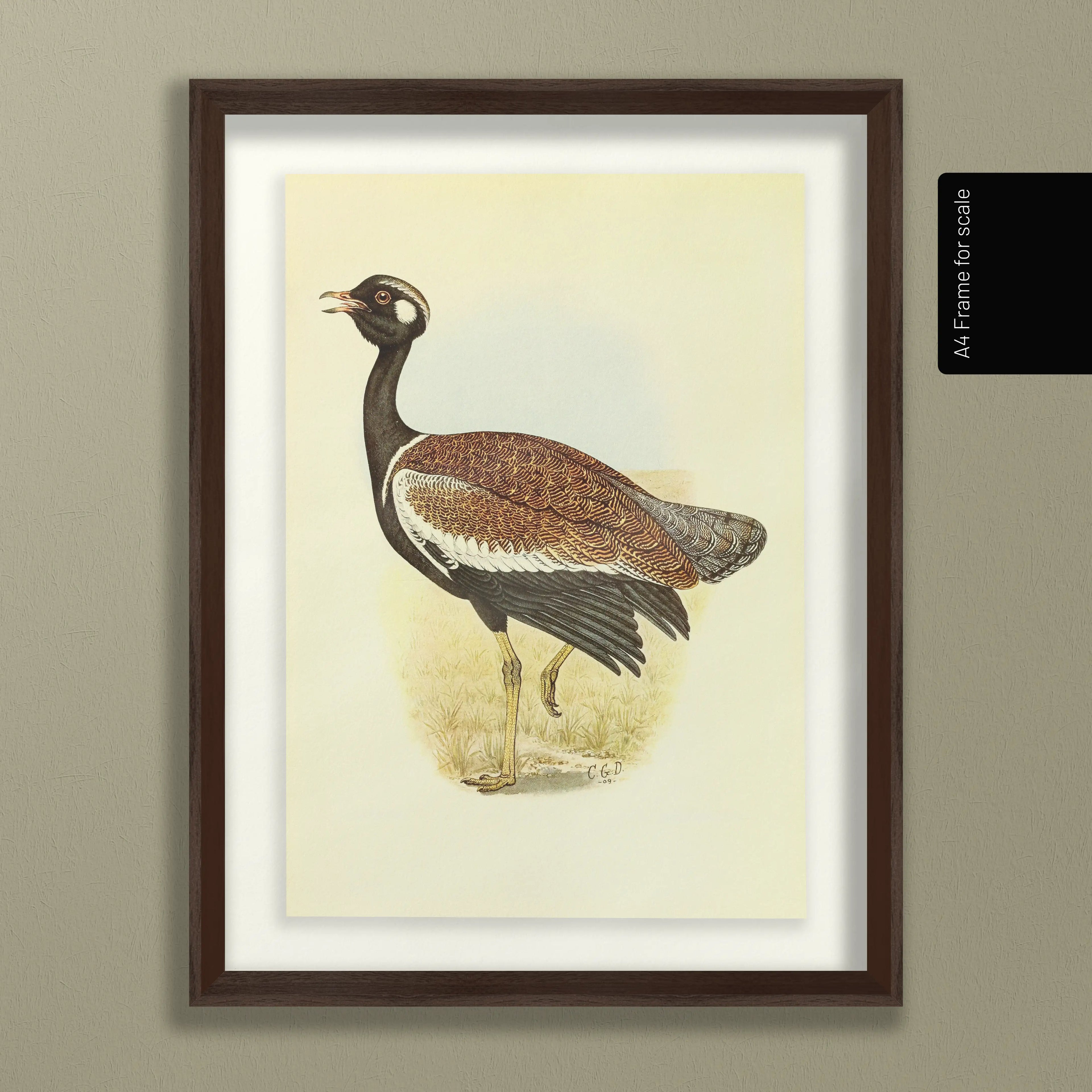 Natural History: Plate No. 39
