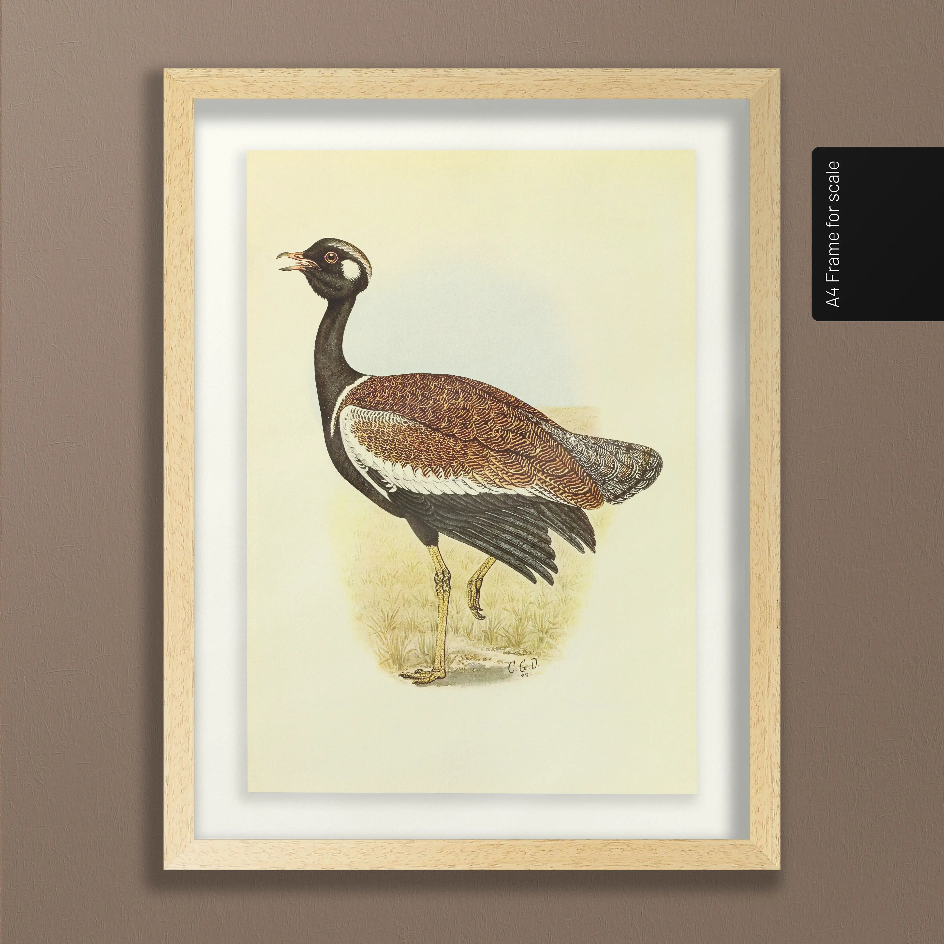 Natural History: Plate No. 39