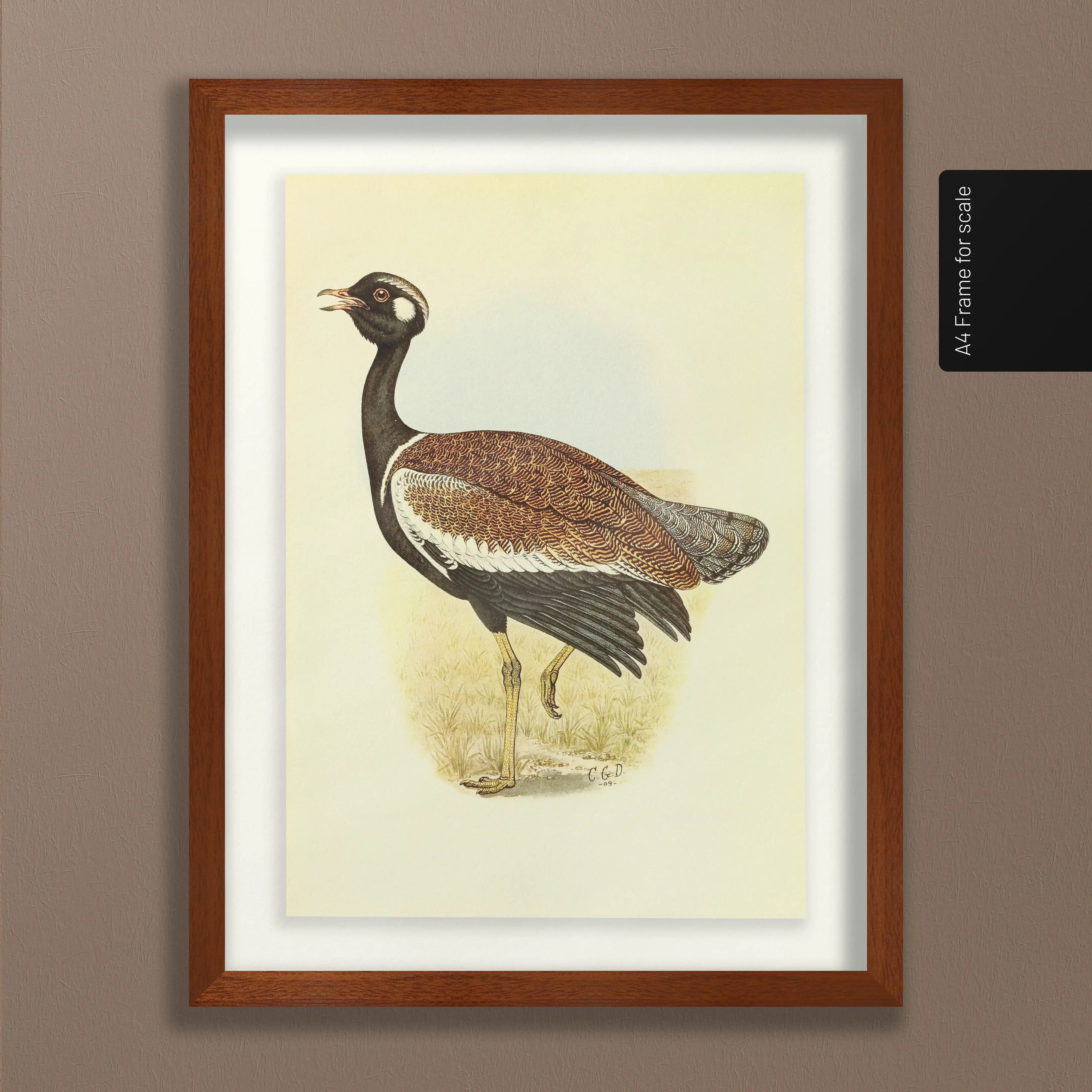 Natural History: Plate No. 39