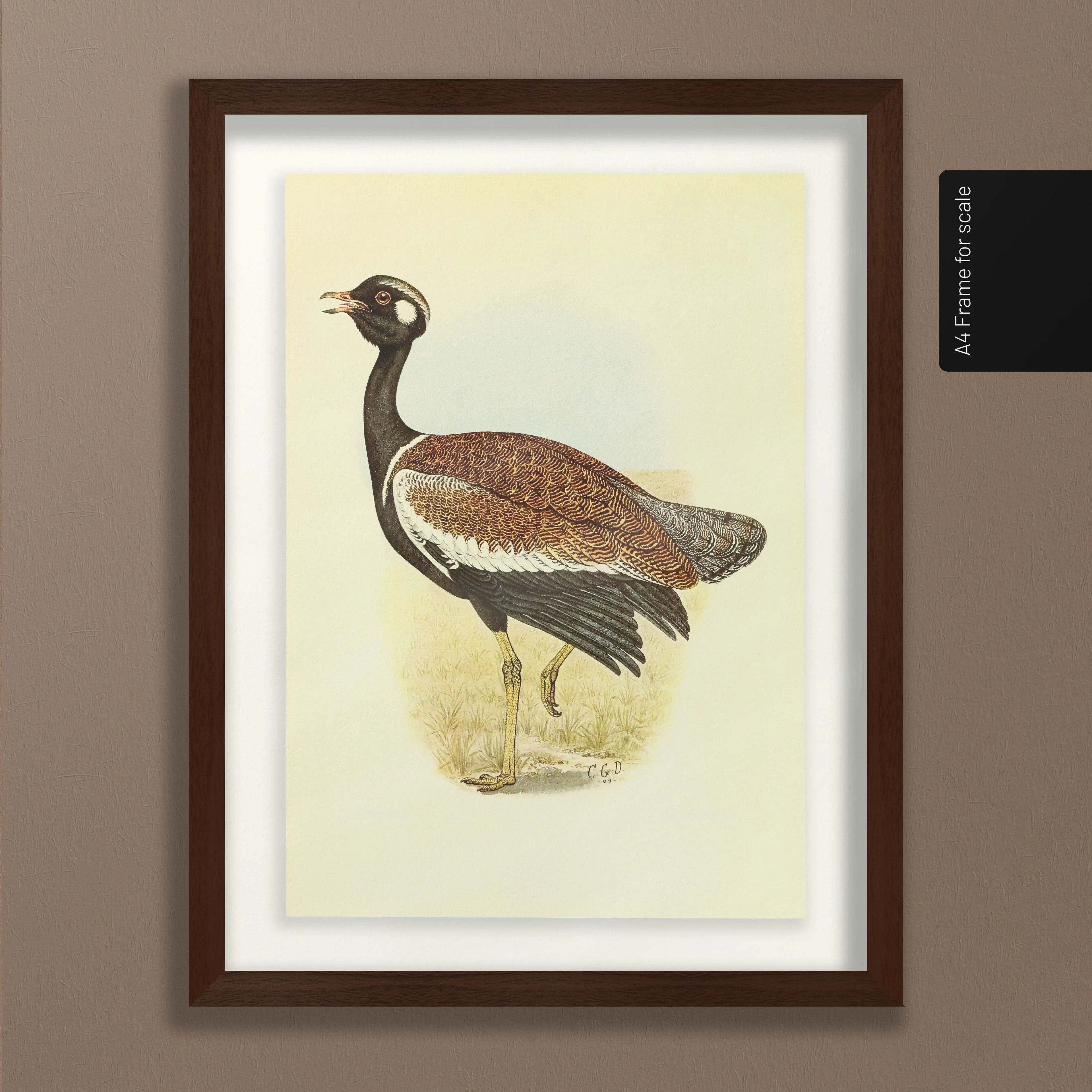 Natural History: Plate No. 39