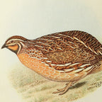 Natural History: Plate No. 40