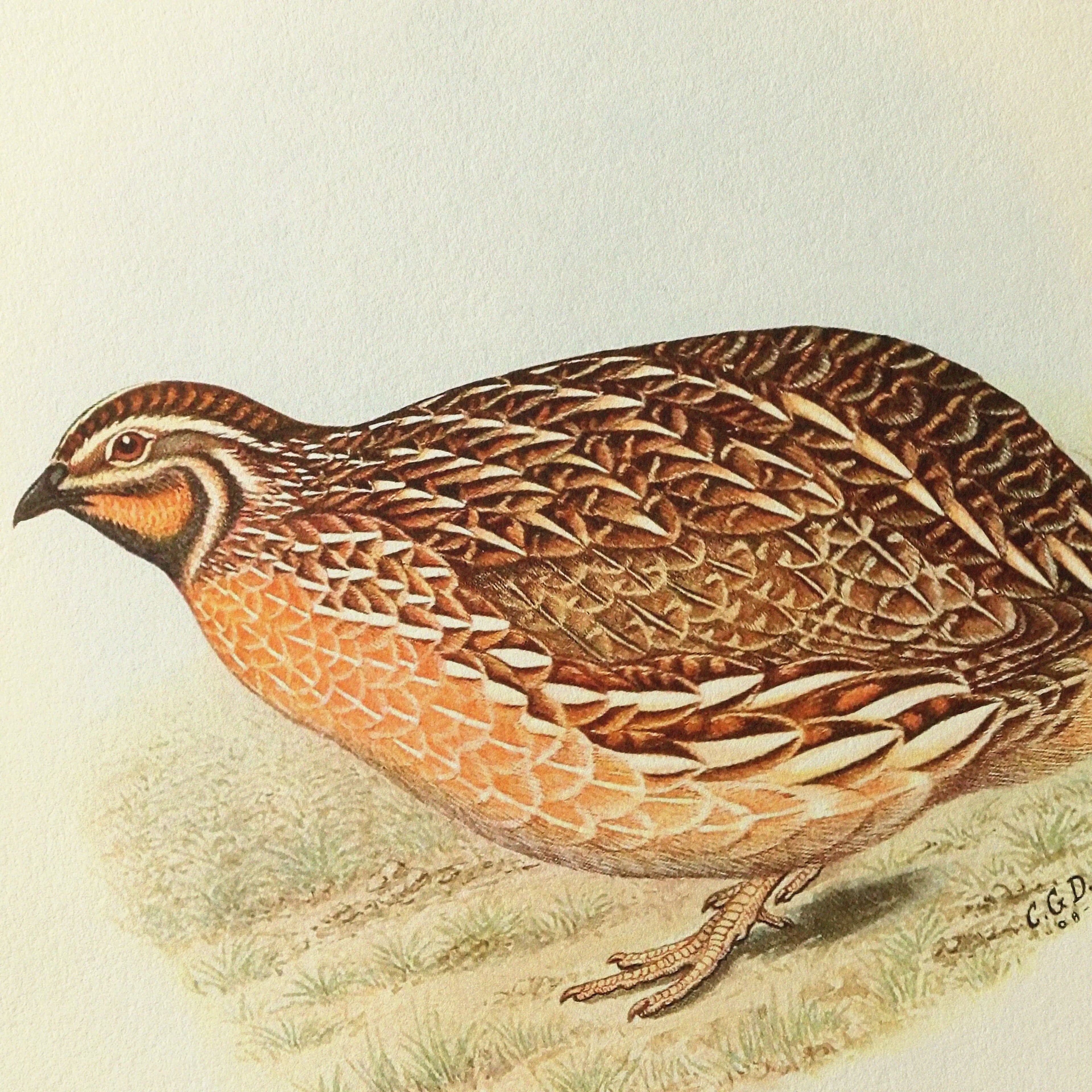 Natural History: Plate No. 40