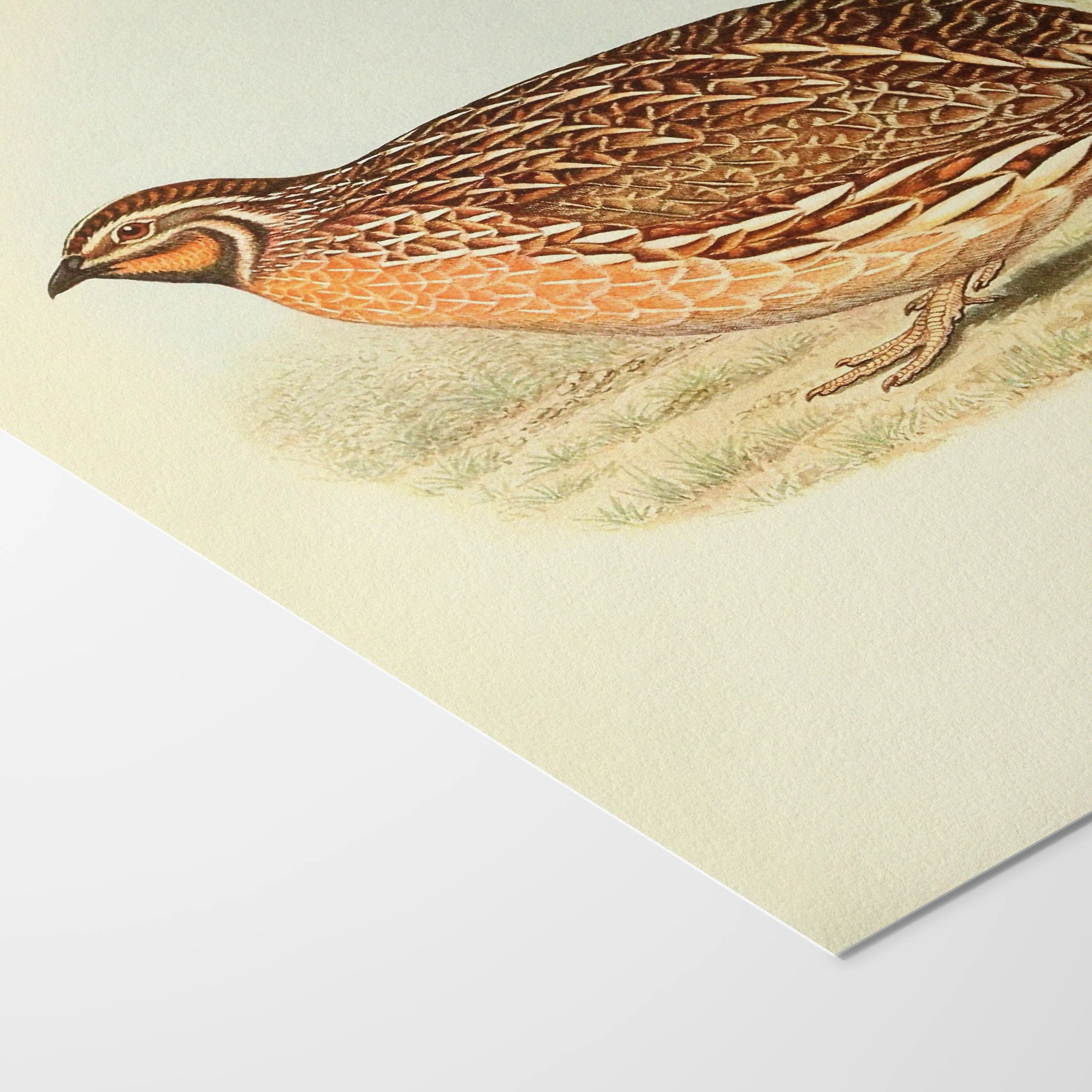 Natural History: Plate No. 40