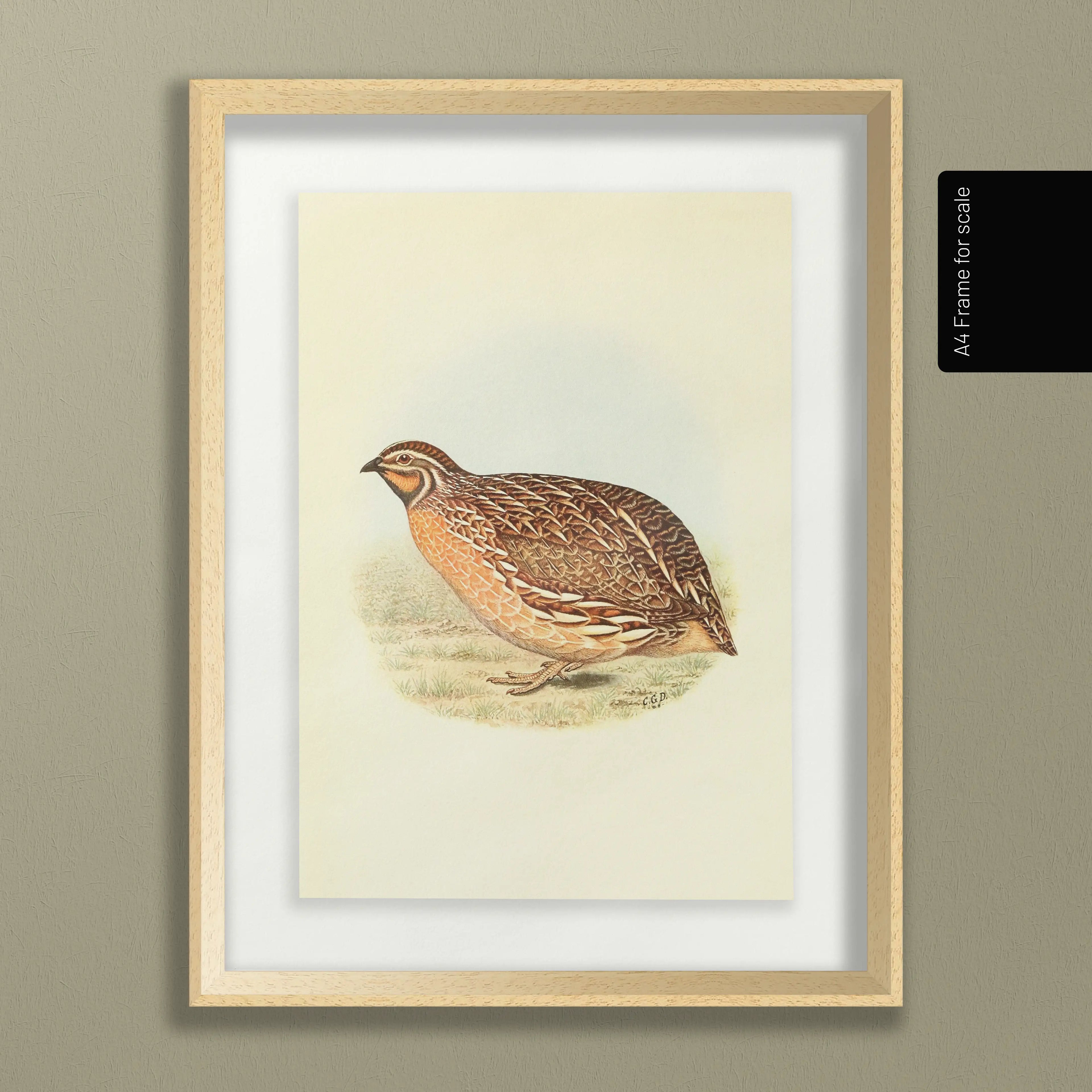 Natural History: Plate No. 40