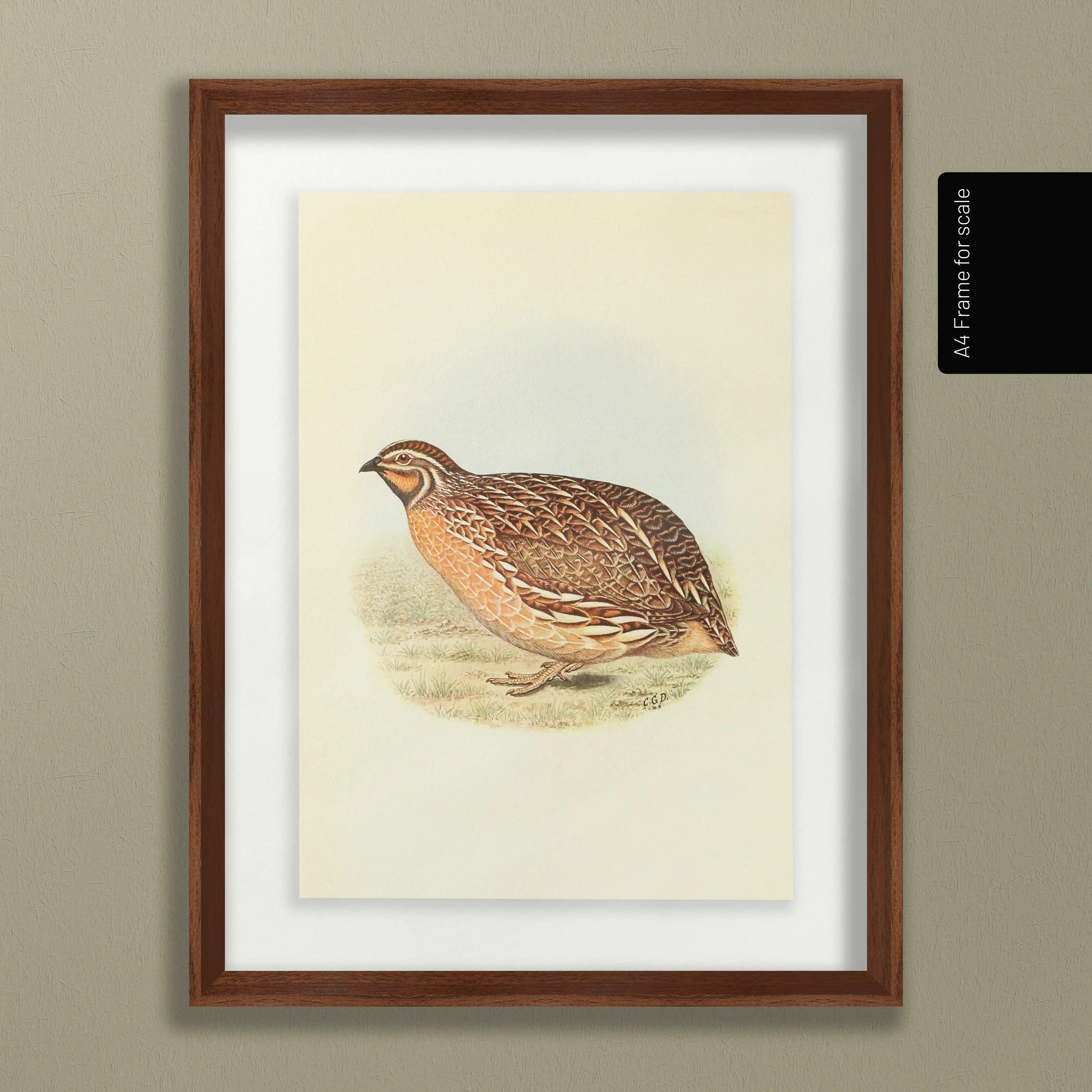 Natural History: Plate No. 40
