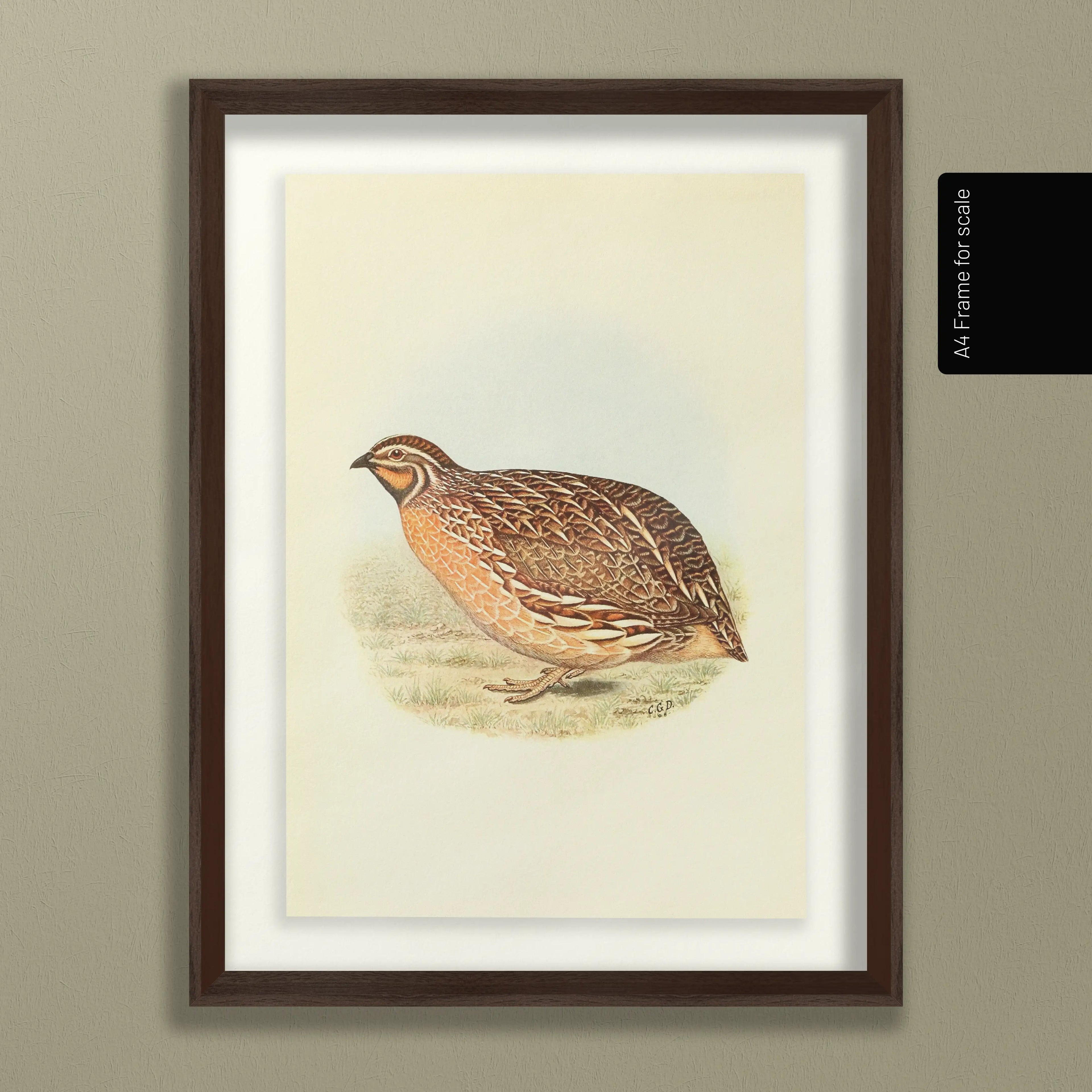 Natural History: Plate No. 40