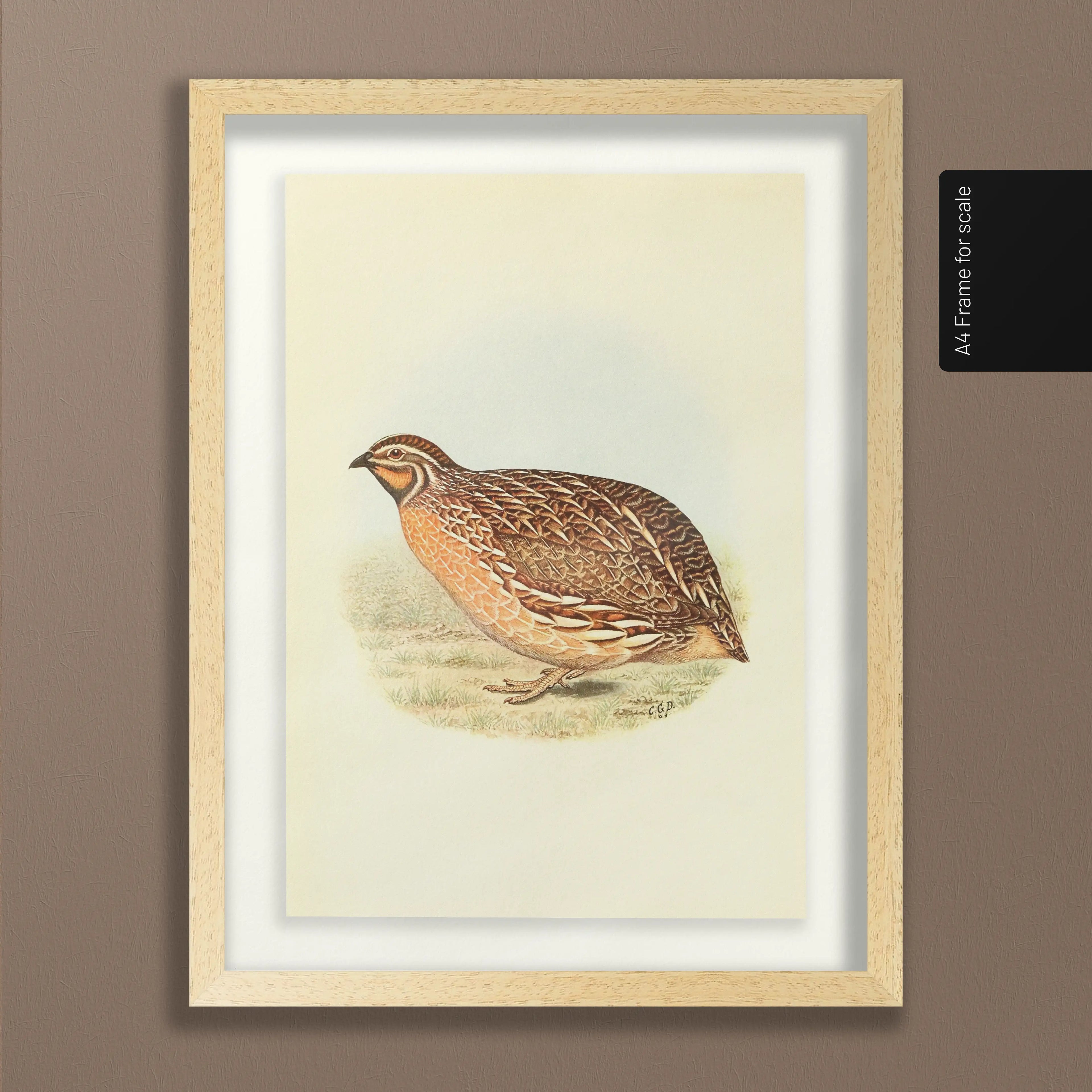 Natural History: Plate No. 40