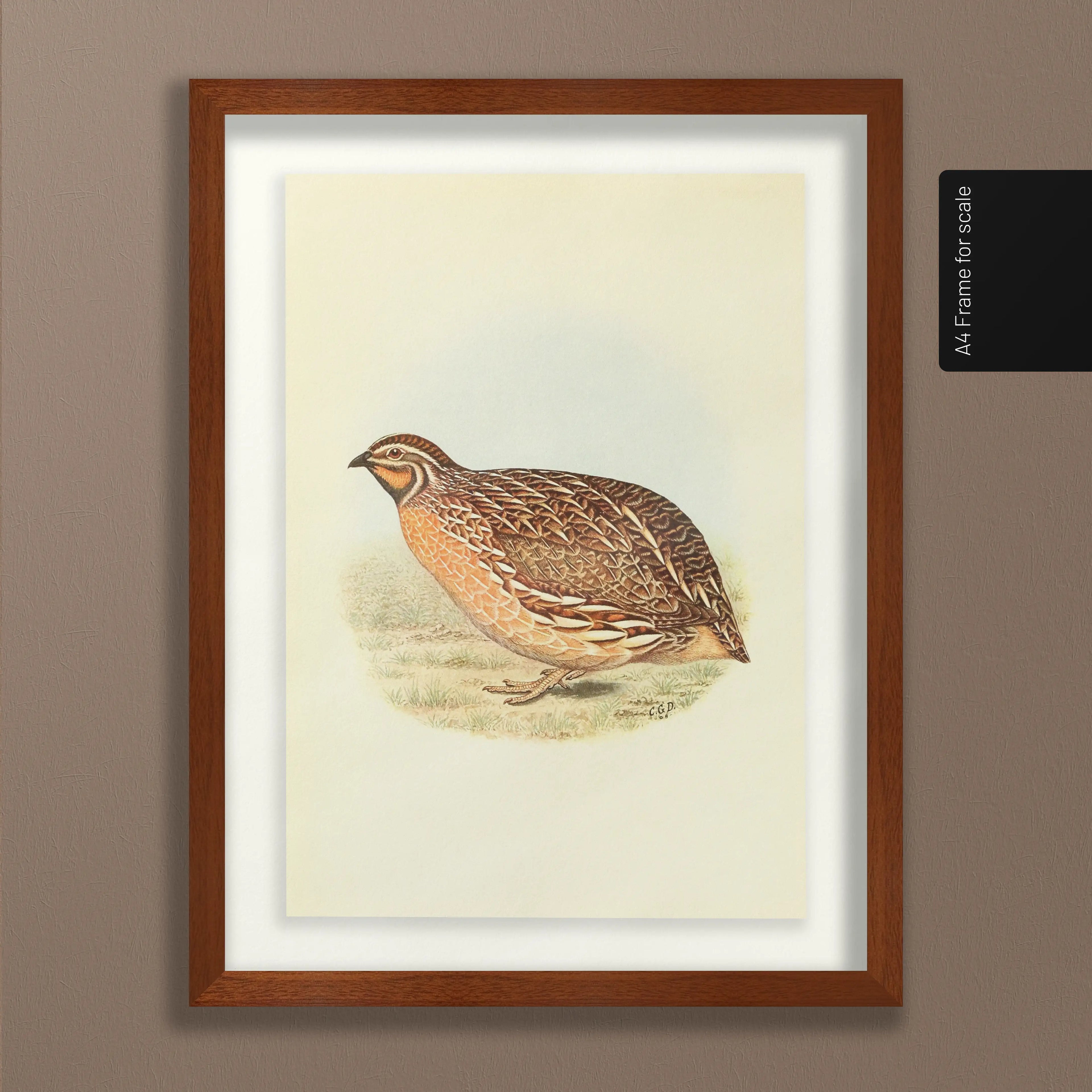 Natural History: Plate No. 40