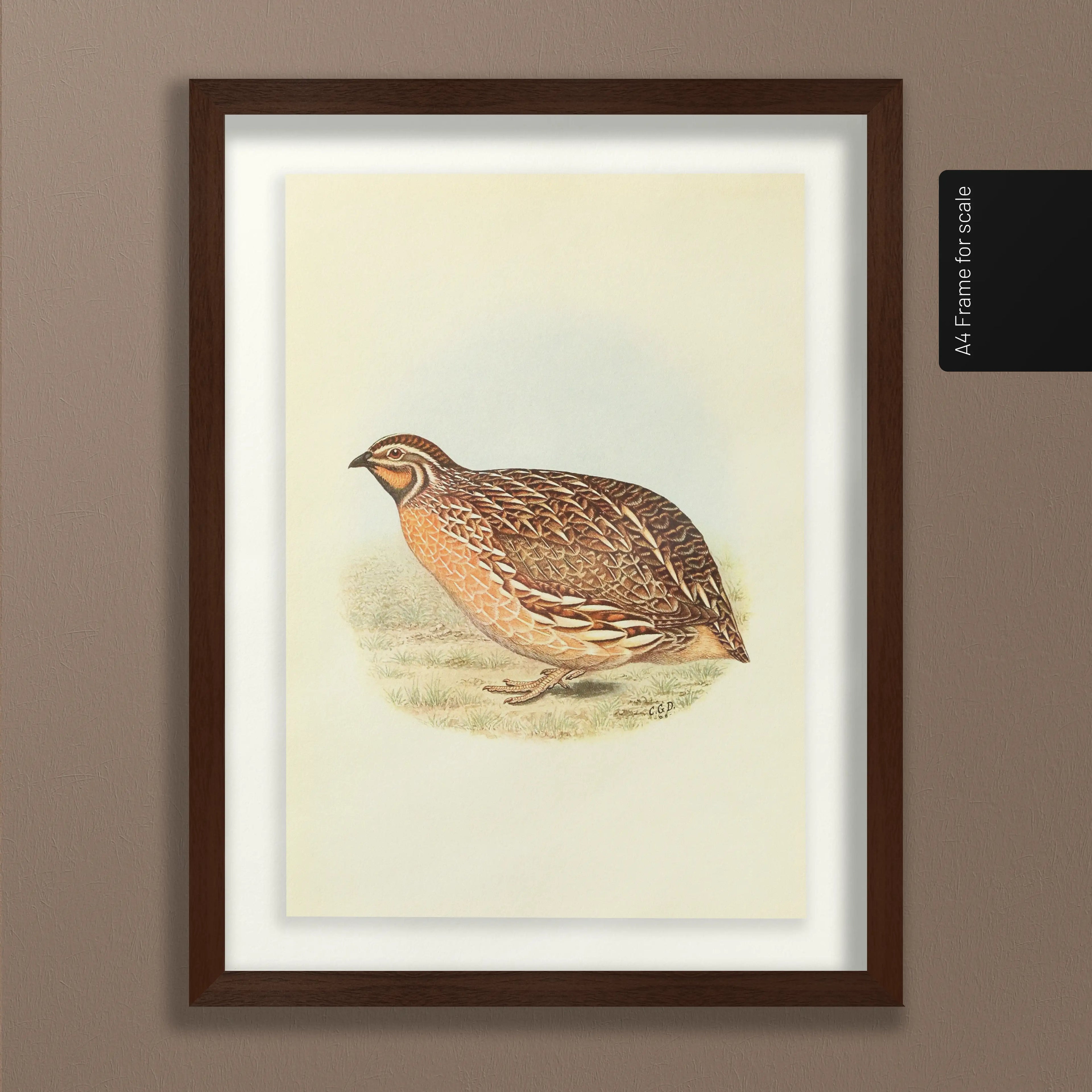 Natural History: Plate No. 40
