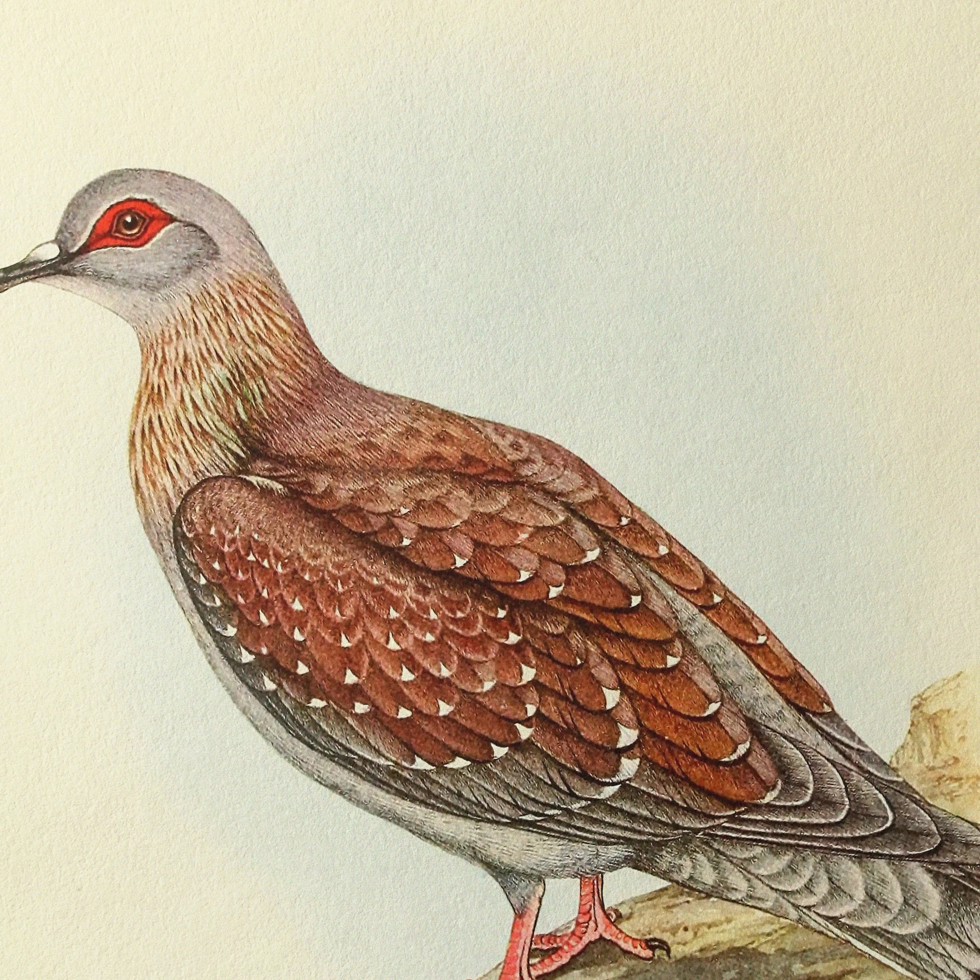 Natural History: Plate No. 41