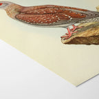 Natural History: Plate No. 41
