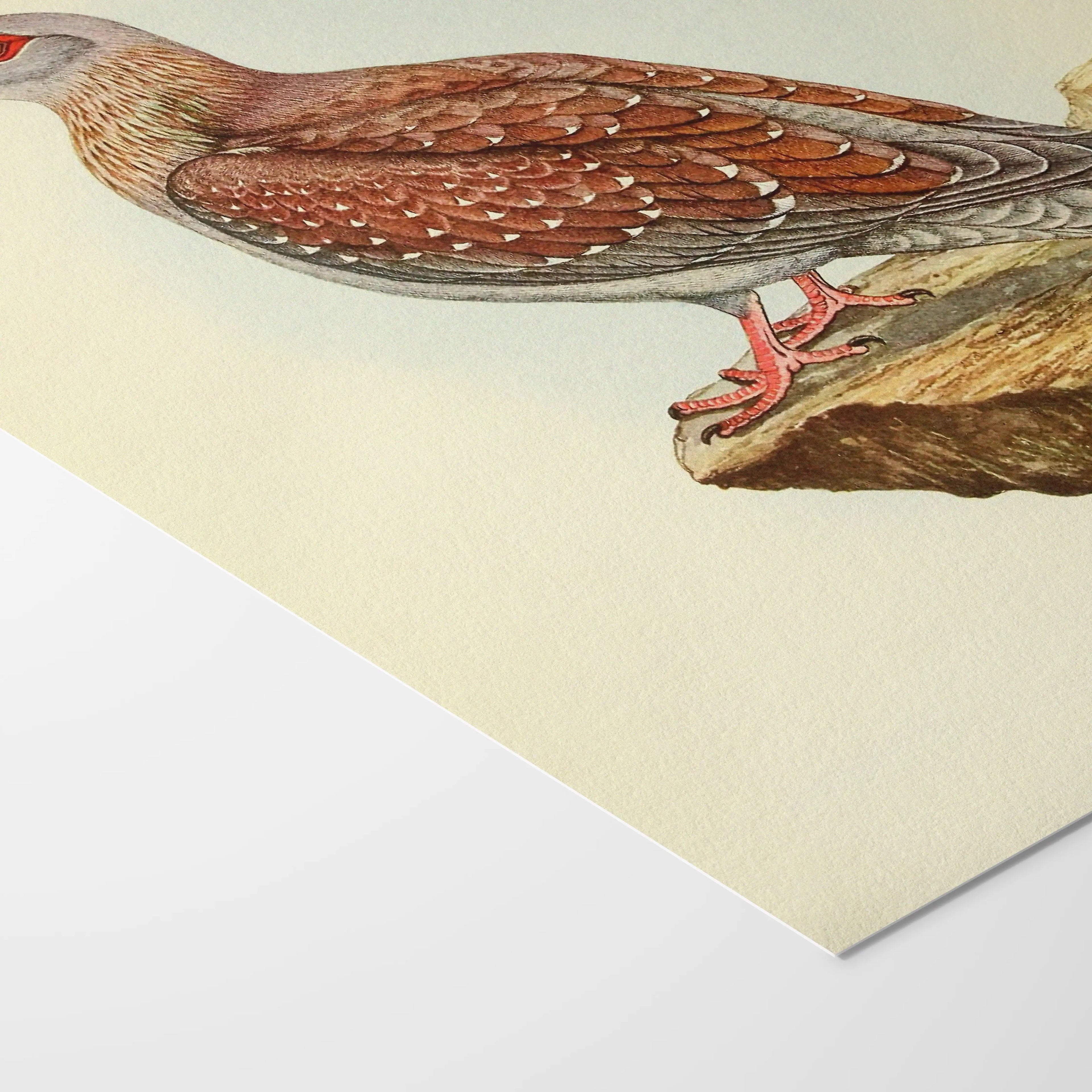 Natural History: Plate No. 41