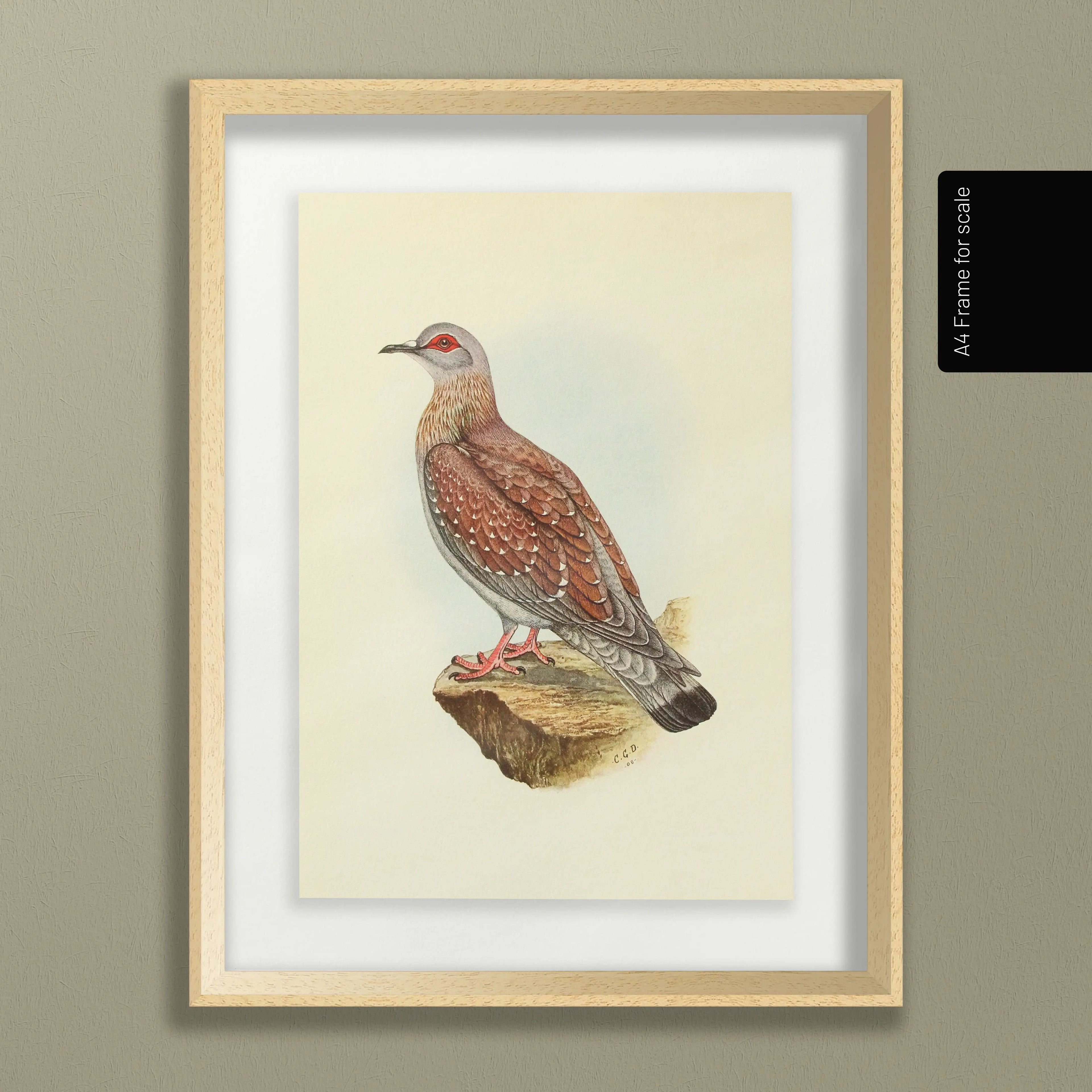Natural History: Plate No. 41