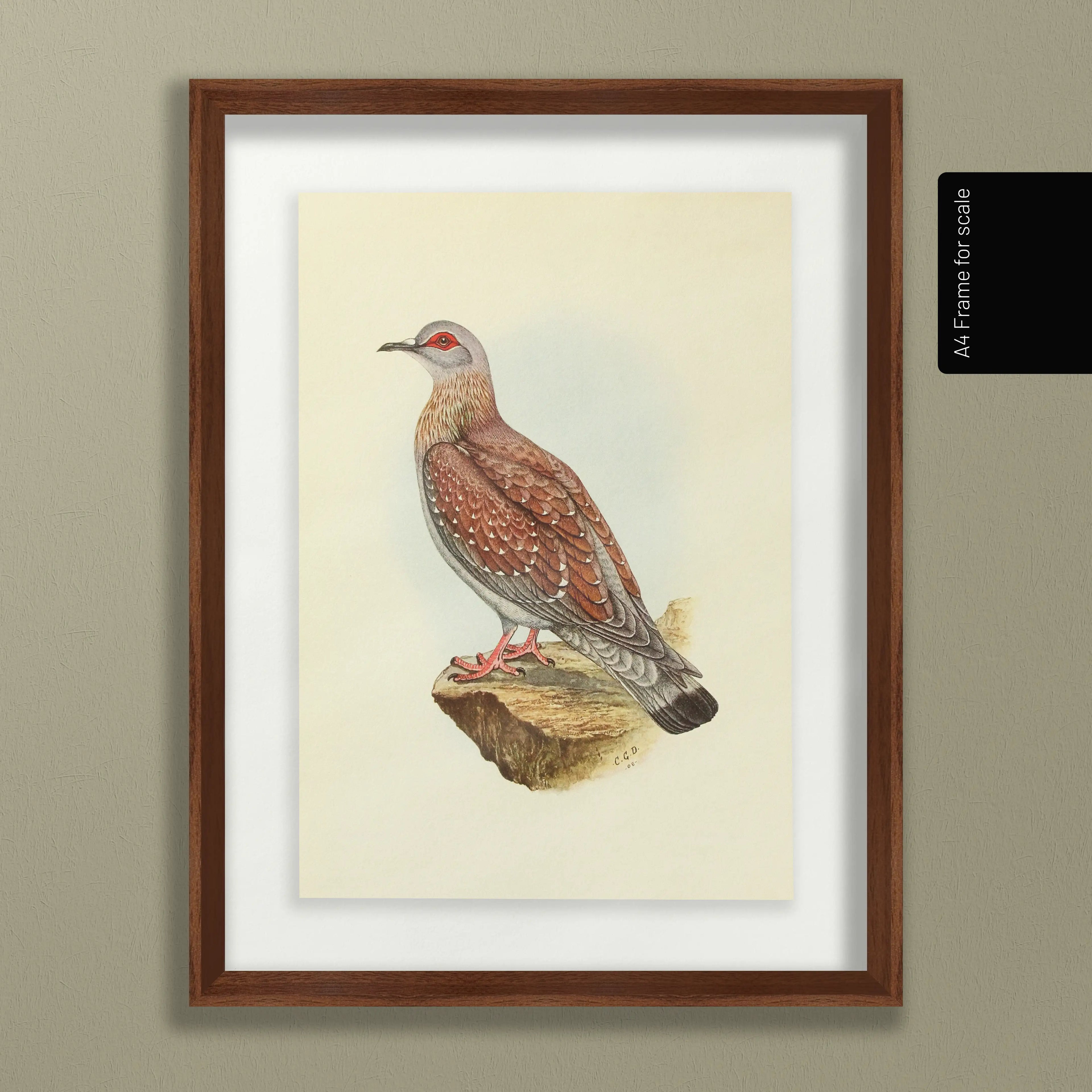 Natural History: Plate No. 41