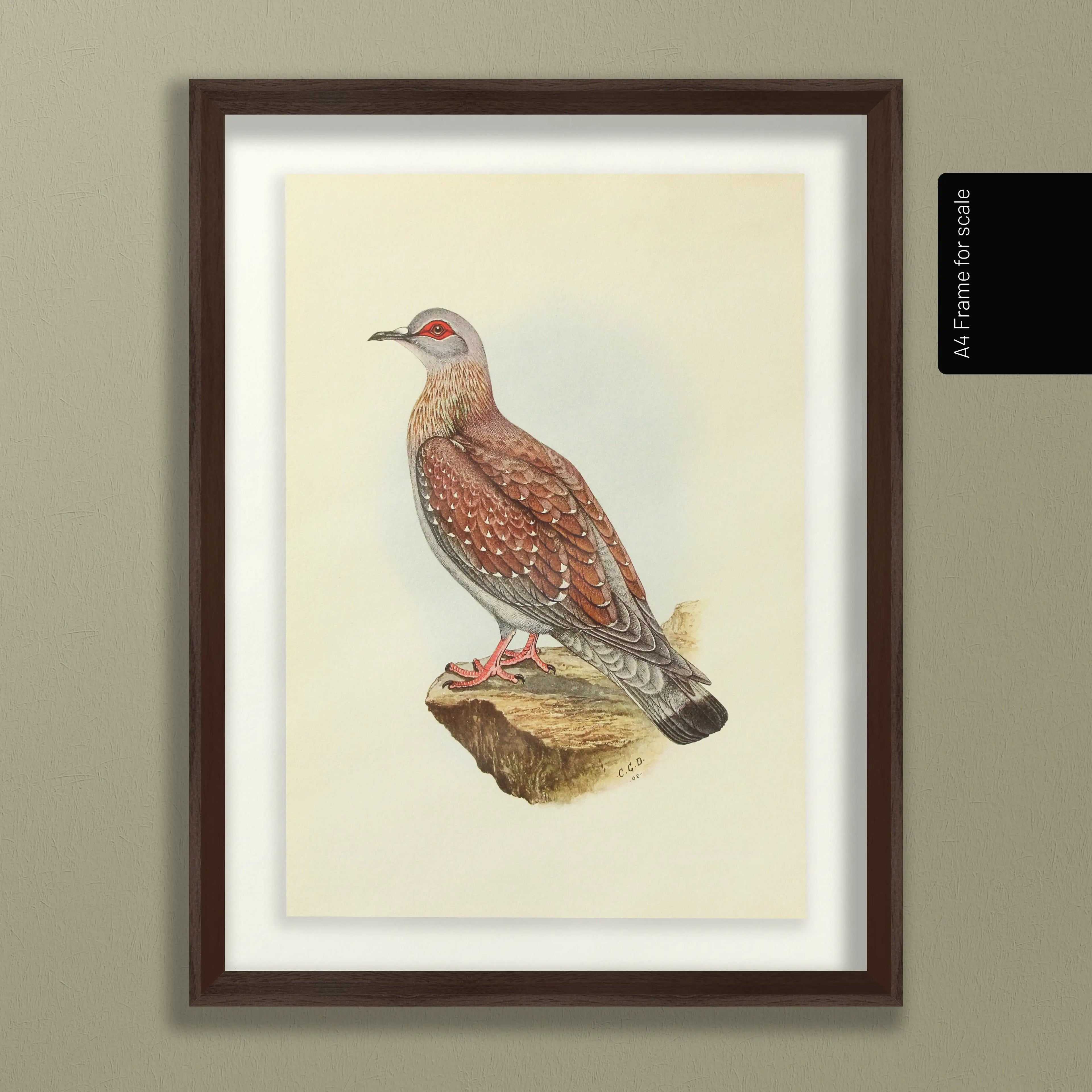 Natural History: Plate No. 41