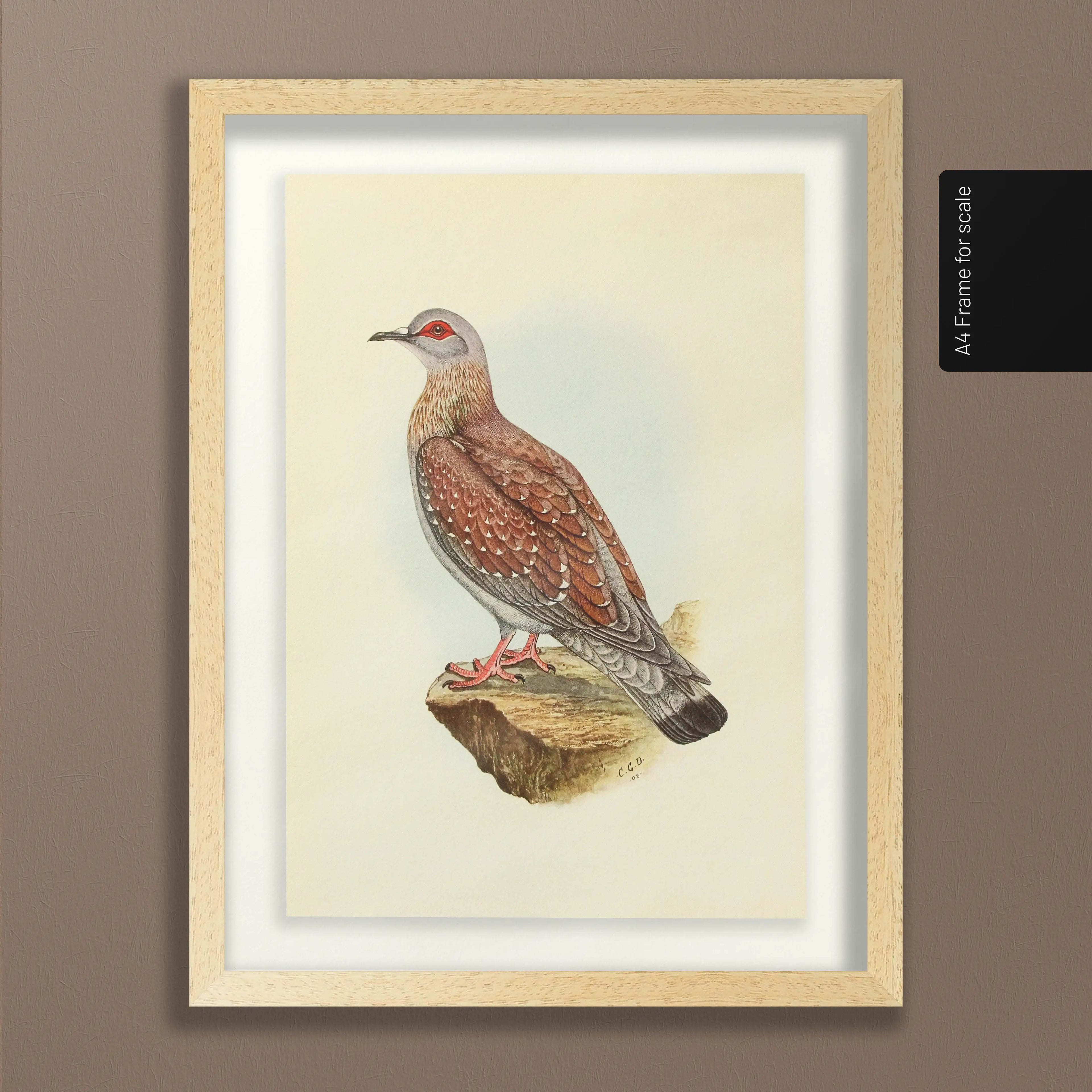 Natural History: Plate No. 41