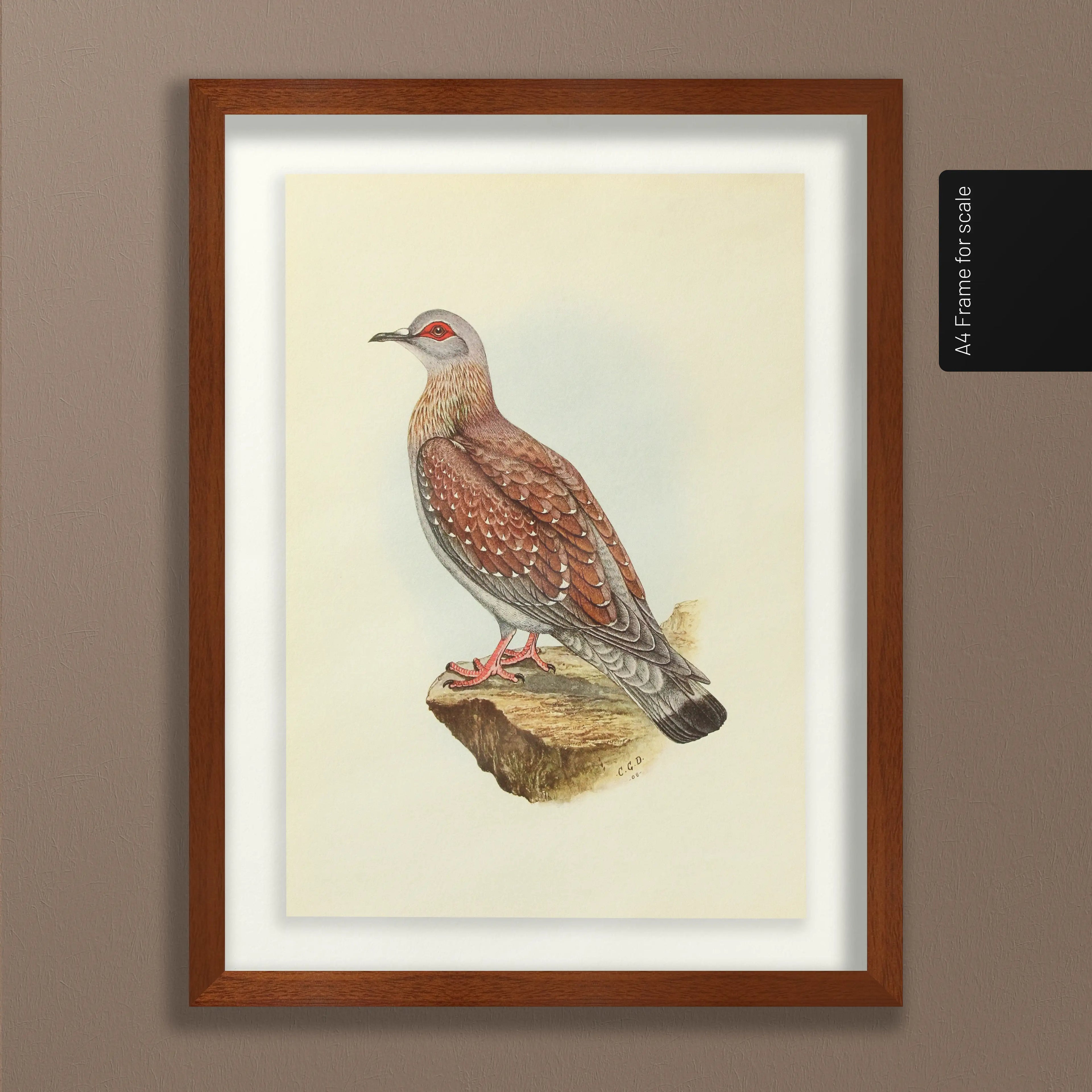 Natural History: Plate No. 41