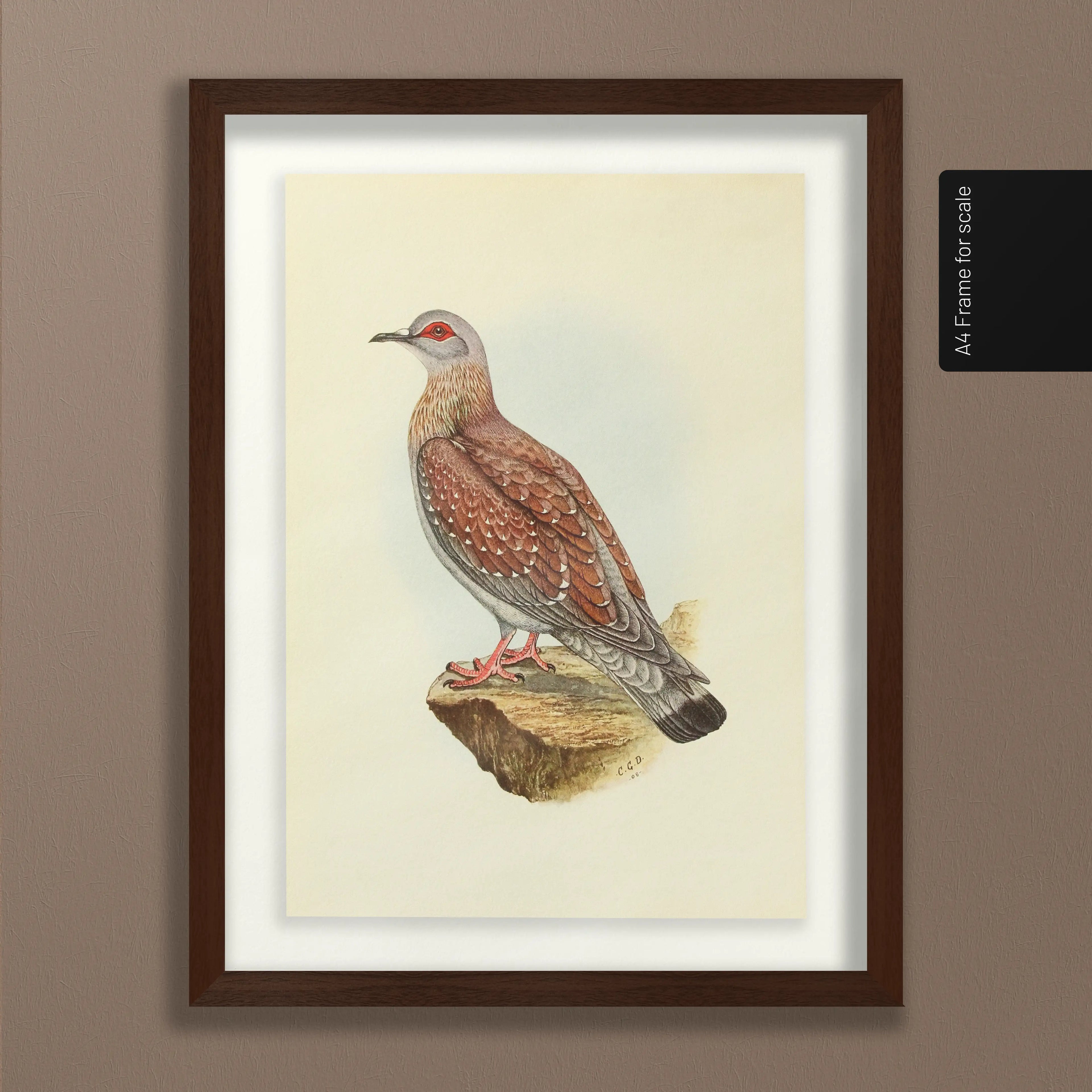 Natural History: Plate No. 41