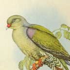 Natural History: Plate No. 42