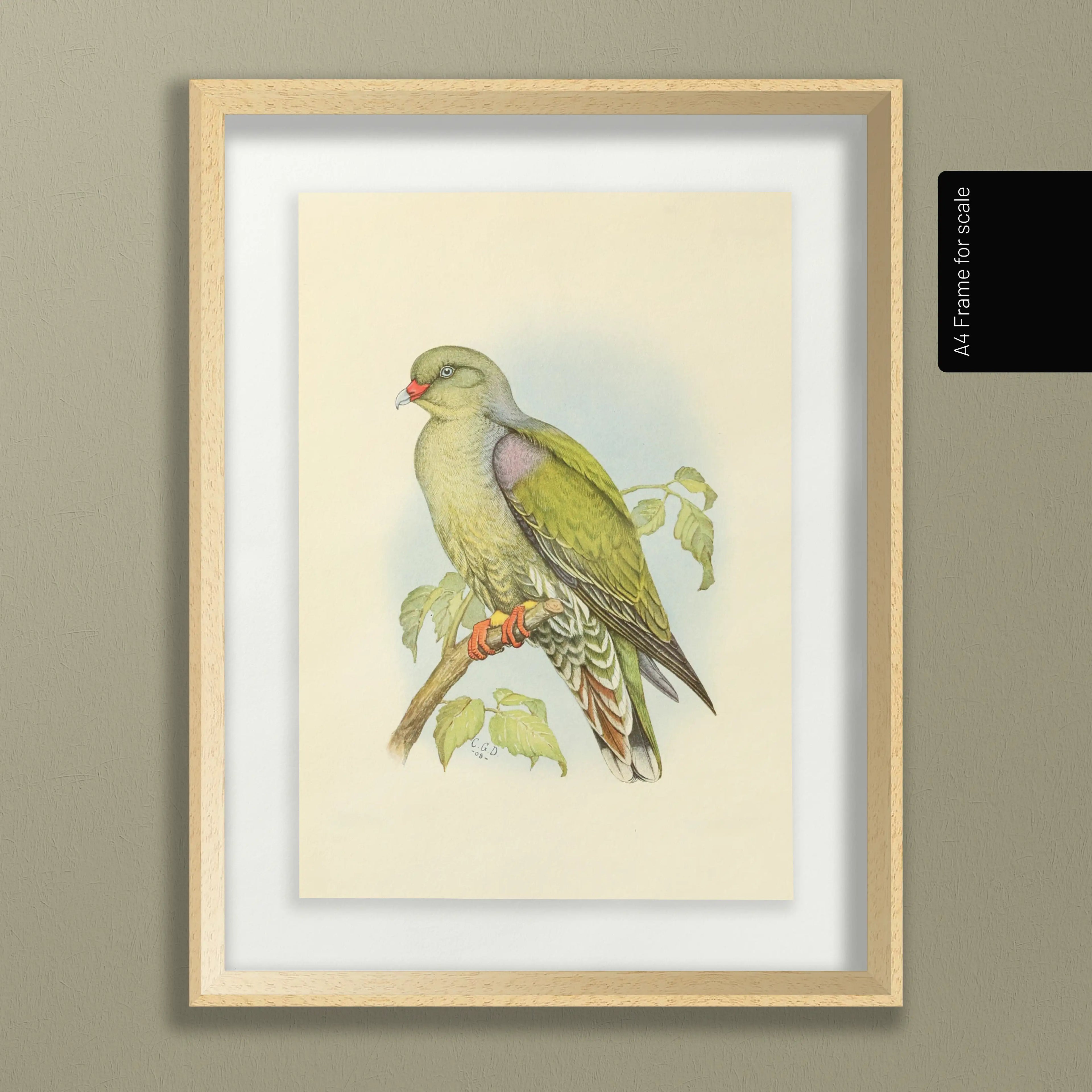 Natural History: Plate No. 42