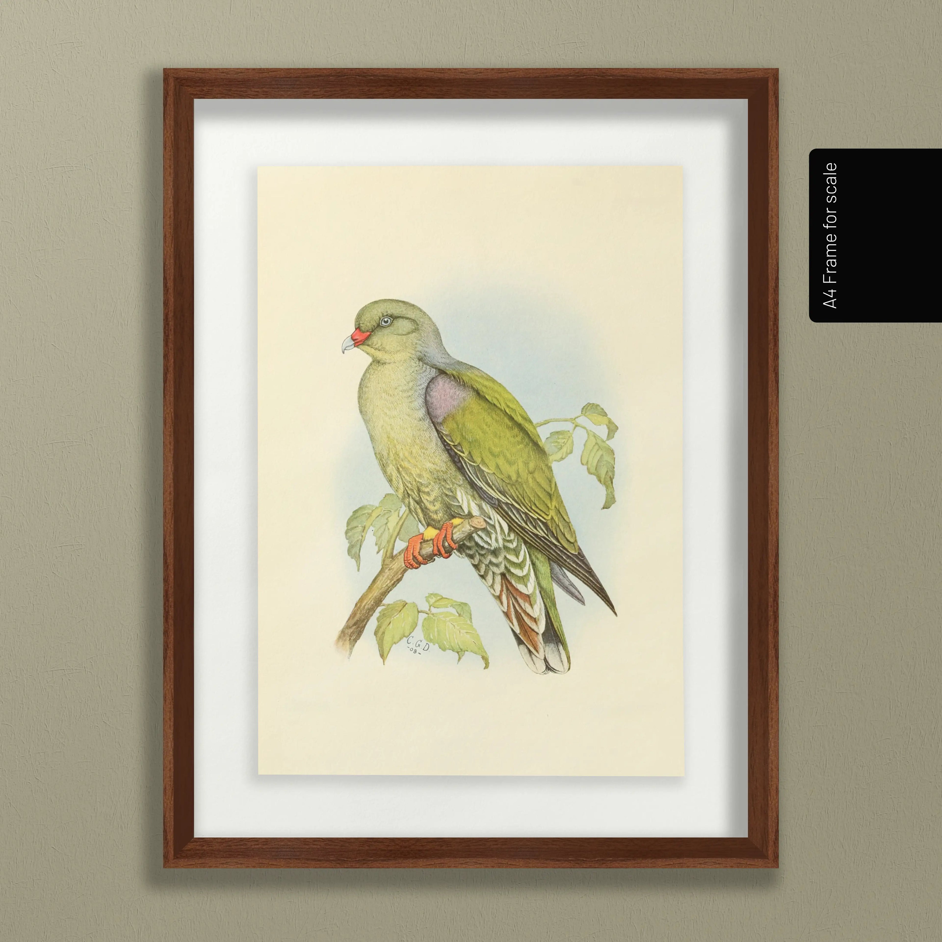 Natural History: Plate No. 42