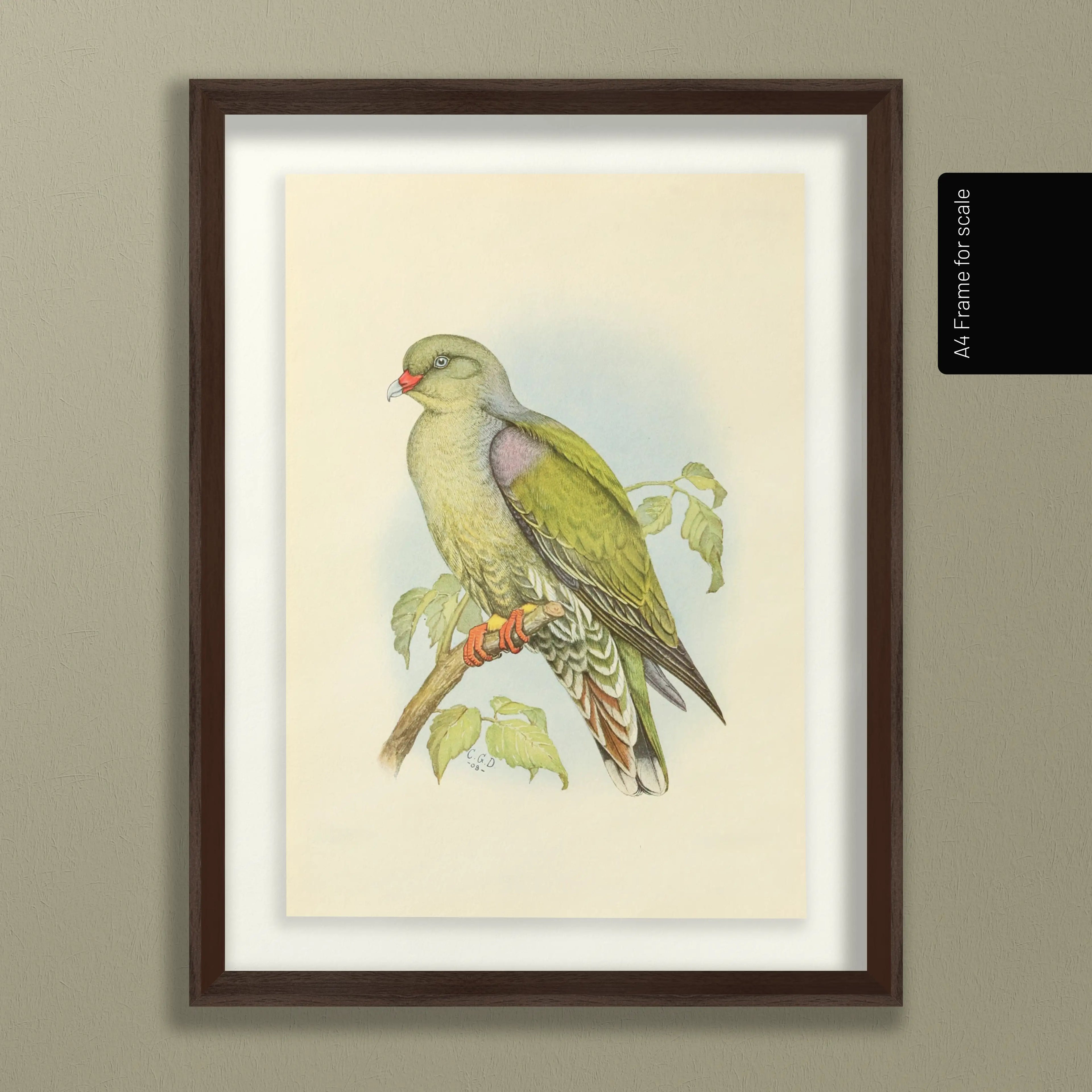 Natural History: Plate No. 42
