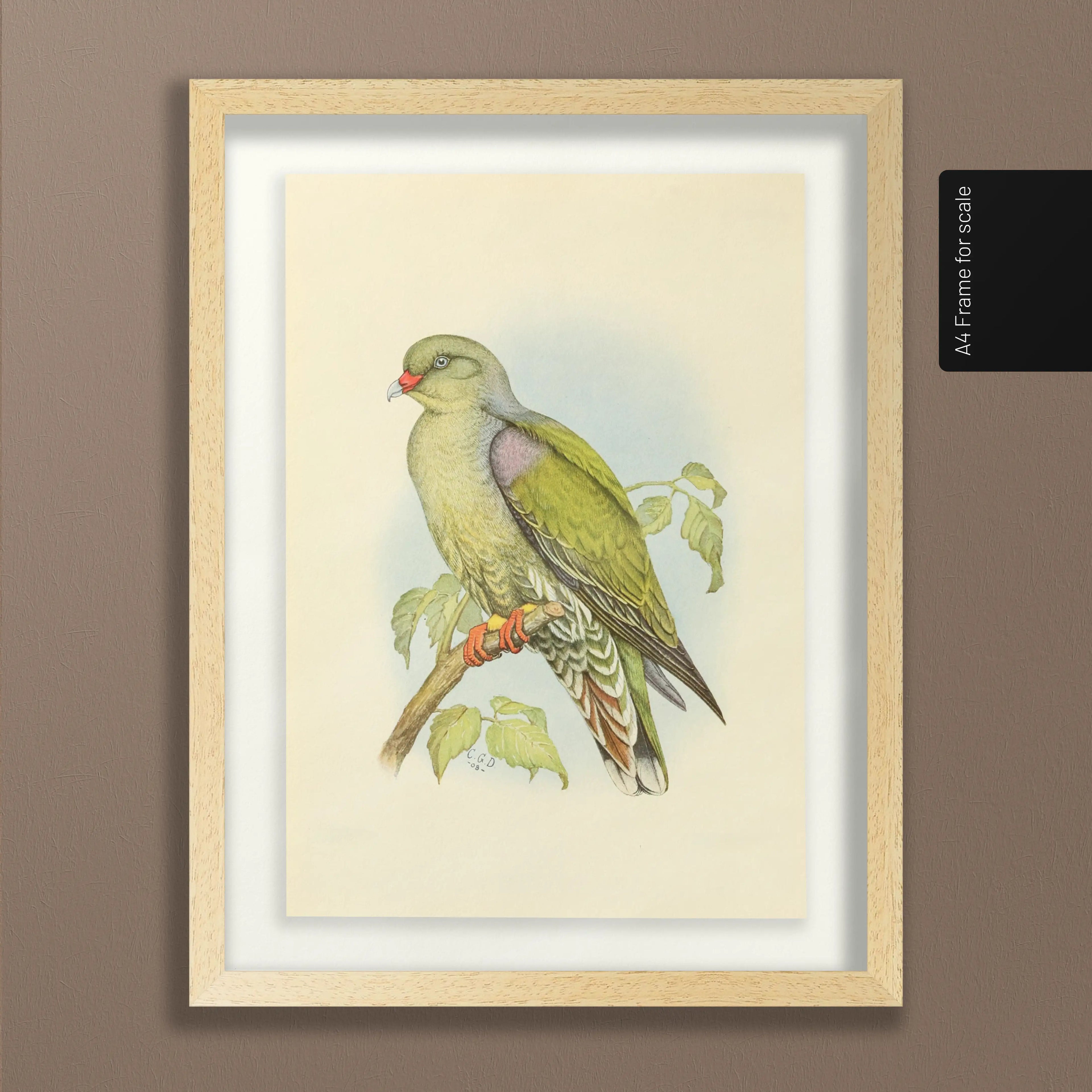 Natural History: Plate No. 42