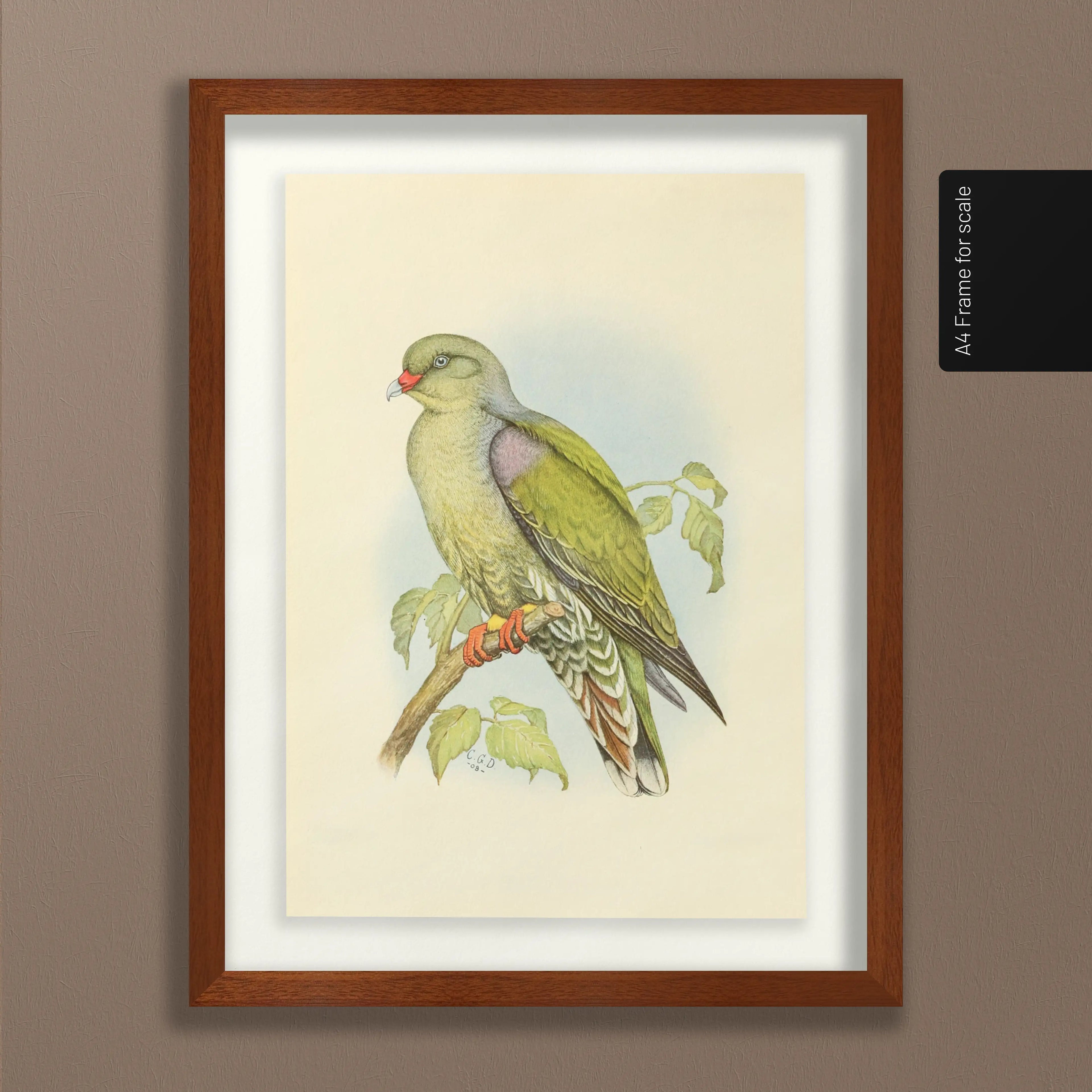 Natural History: Plate No. 42