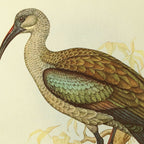 Natural History: Plate No. 43