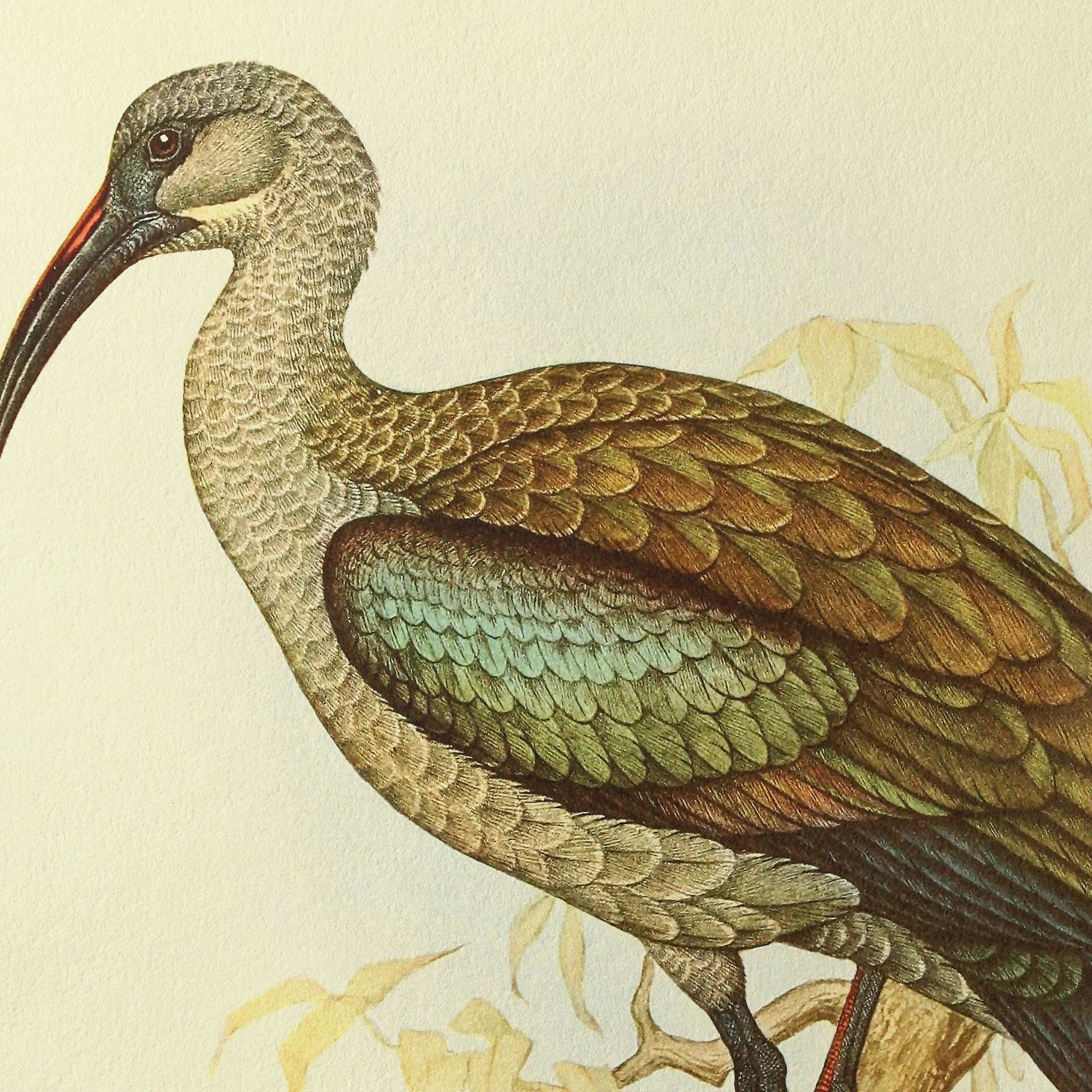 Natural History: Plate No. 43