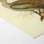 Natural History: Plate No. 43